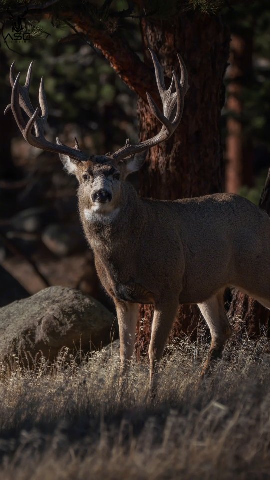 Large mule deer in Rocky Mountain National Park this past fall. This guy came out of the shadows of the timber, and made an entrance that stopped me in my tracks! He was with a few other does and a younger buck. This buck meant business.
Photography by @ascwildlife
Thanks for being here 🤙
.
.
.
#wildlifephotography #muledeer #buck #deer