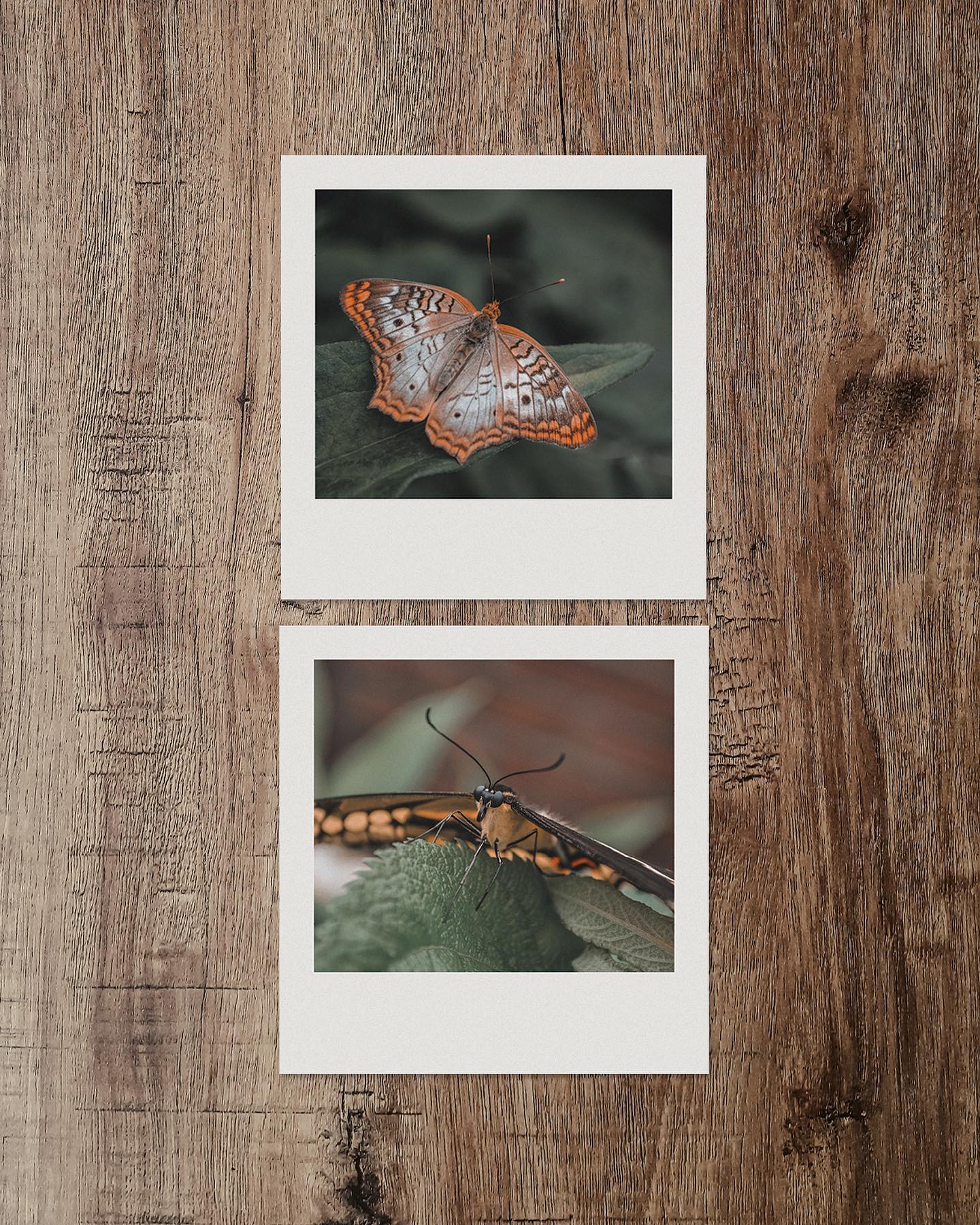 Recently rediscovered some old photography shots of mine and wanted to share! Butterflies are always a vibe š¦