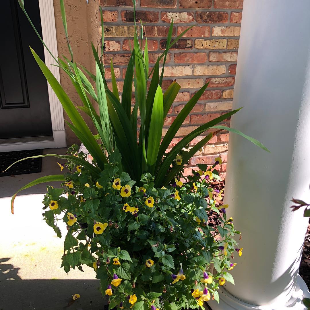 Annual and Seasonal Flower Arrangements #maitland #annualflowers