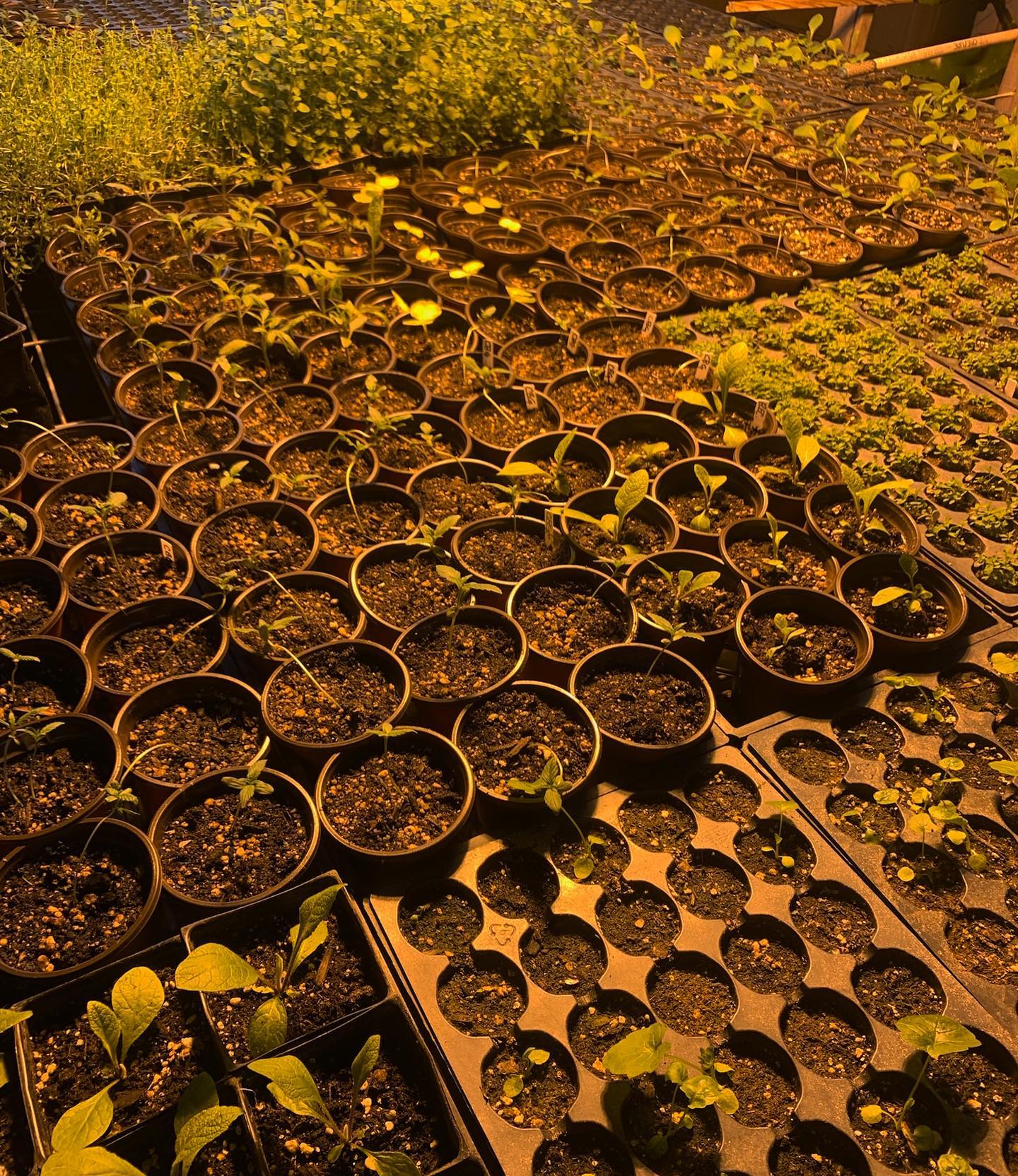@jandjorganics getting ready for a busy season growing a diverse mix of botanicals for us 🌱🌿🌼#wecantwaitforsummer #itsallorganic #biodynamicfarming #supportorganicfarmers #truebotanicals #willamettevalleybotanicals #plantsmakepeoplehappy