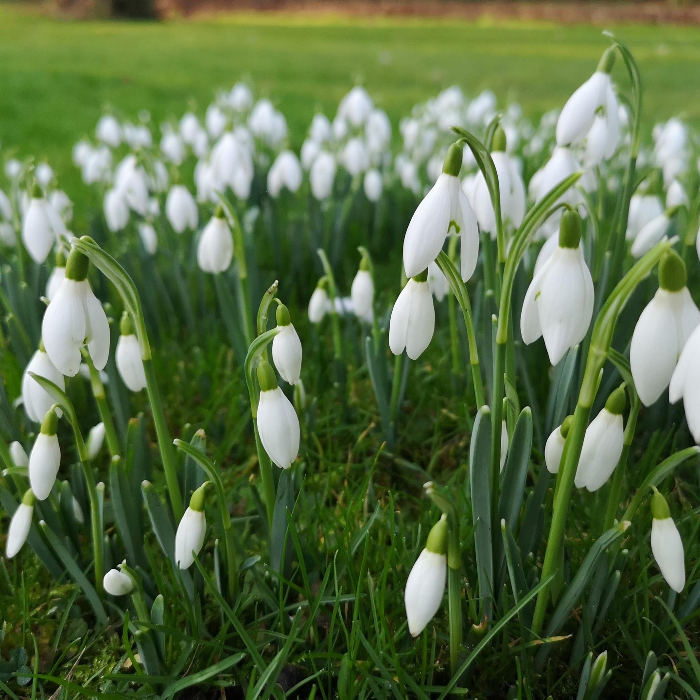 Snowdrops ( or Galanthus) have all decided to shoot up out of nowhere this week. They really stand out in a client's garden at the moment.
.
.
.
.
.
.
.
.
.
.
.
.
.
.
.
.
#Bloomsford #instagardeners #instagardenlovers #instagarden #gardener #garden #naturephotography #flowerstalking #flowersandmacro #pearlsofbokeh #fiftyshades_of_nature #kings_flora #flower_igers #bns_flowers #snowdrops #whitr #spring #springwatch #coldmorning