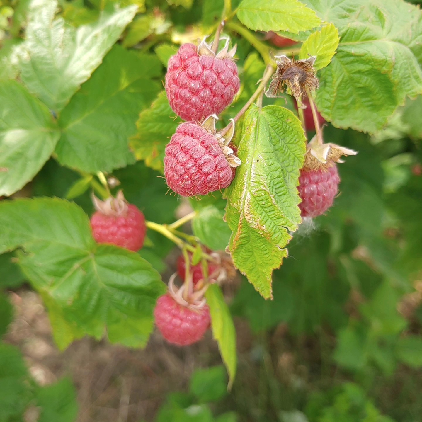 The berries have recovered some and there will be a moderate amount of berries available Saturday October 12th from 12-6. $6/pound. Accept cash, checks and cards.