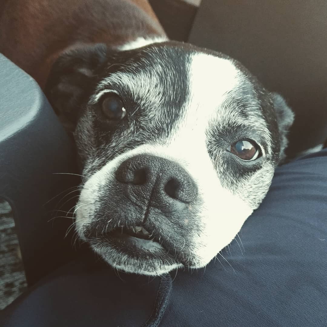 Peek-a-boo Lily! I love you too!! I can't believe how much I've learned from you in the last four weeks. You're one special love. #fosterbostonterrier #bostonterrier #bostonterriers #bostonterriergram #fosterdog #ausableriveraussies #dogsofig #dogsofinstagram #dogstagram