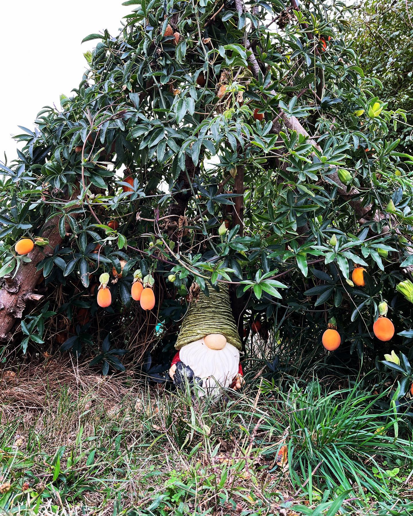 🍂Bel automne à vous🍂
.
🧙🏼♂️🪵🍄🌰🍊🌲🍁🪶
…
..
.
#automne #autumn #otoño #nature #naturelovers #natur #naturaleza #passiflora #passiflore #wildlife #wildnature #naindejardin #gaia