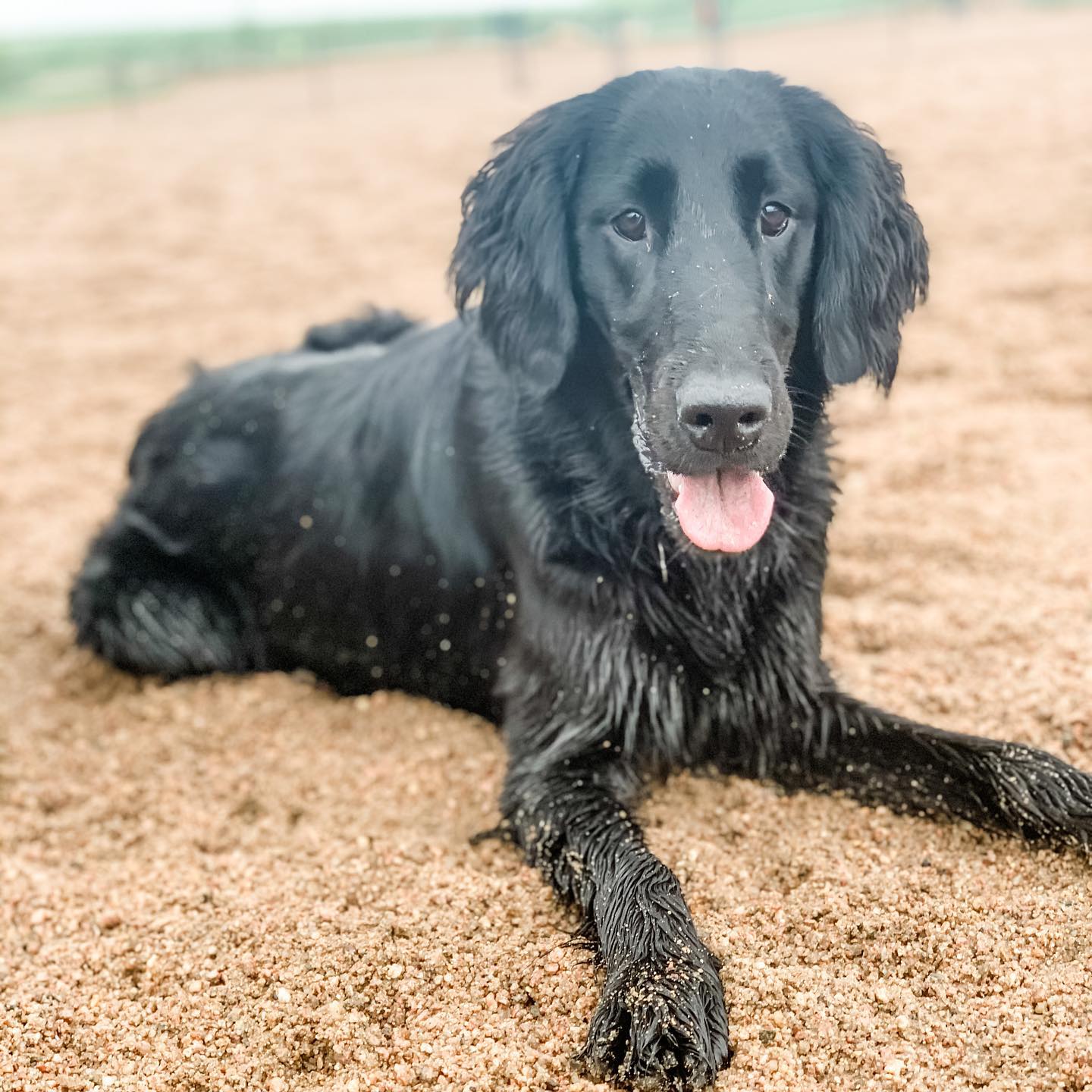 Welcome Charlie🖤🐶