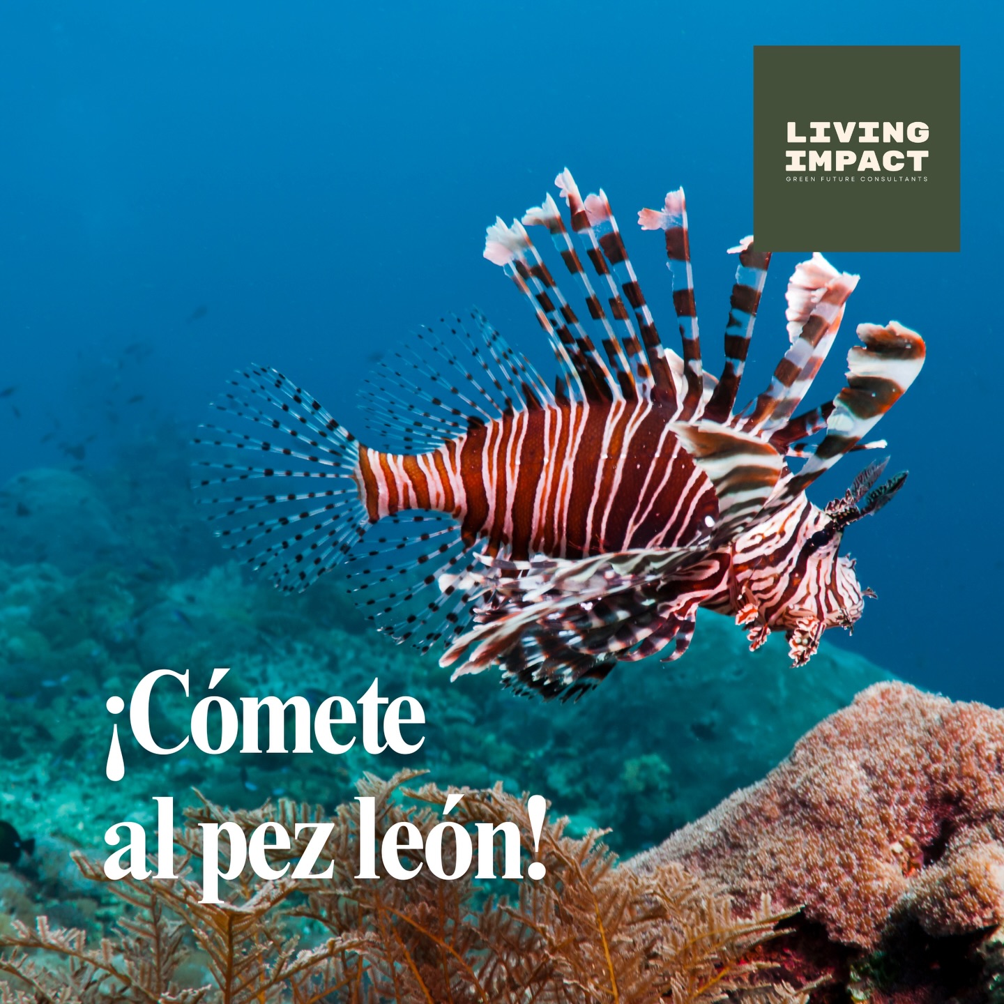 Hoy nos sumergimos —literalmente— en una de las batallas más urgentes del Caribe: el control del pez león 🐟⚠️ en San Andrés 🌴🌊.
Escucha el episodio en https://open.spotify.com/episode/2iGUWGd0njsqDKwi8TIUom
Con Lionfish Expeditions conocemos cómo una escuela de buceo puede ser mucho más que turismo: puede ser ciencia en acción, educación ambiental y una estrategia real para cuidar el arrecife 🪸💚. Aquí, cada inmersión se convierte en una misión: aprender a identificar la especie invasora 👀, actuar con responsabilidad ✅, y sumar a una red que protege biodiversidad y sostiene la pesca local 🤝🐠.
En este episodio vas a descubrir:🌿 cómo el turismo se transforma en herramienta de conservación (no solo recreación)🤿 el rol de la formación: buzos, guías y comunidad como guardianes del arrecife📊 por qué medir, registrar y contar lo que pasa bajo el agua cambia decisiones arriba (negocio, alianzas y territorio)🍽️ cómo el control del pez león también puede abrir puertas a economías locales más inteligentes y circulares.
Puedes ver este episodio en https://youtube.com/playlist?list=PLh2kK8LgiwJAmVylWF6PpToRPLxzSPKhV&si=l1HfgcPY0vk-XlEk
Este podcast es para ti si tienes un negocio turístico y quieres que tu propuesta sea clara, útil y admirable: turismo que cuida, comunidades que crecen 🌱✨.
📥 Descarga nuestro kit para presupuestar tu experiencia regenerativa en https://www.livingimpact.studio/presupuesta
👉 Si este episodio te inspira, síguenos, dale like 👍 y compártelo con ese amigo buzo, ese guía o ese emprendedor que quiere hacer las cosas de manera revolucionaria 🌊🤍
También te invitamos a compartir el link de este canal de WhatsApp https://whatsapp.com/channel/0029VbBpDEYK0IBr2X5w9k12