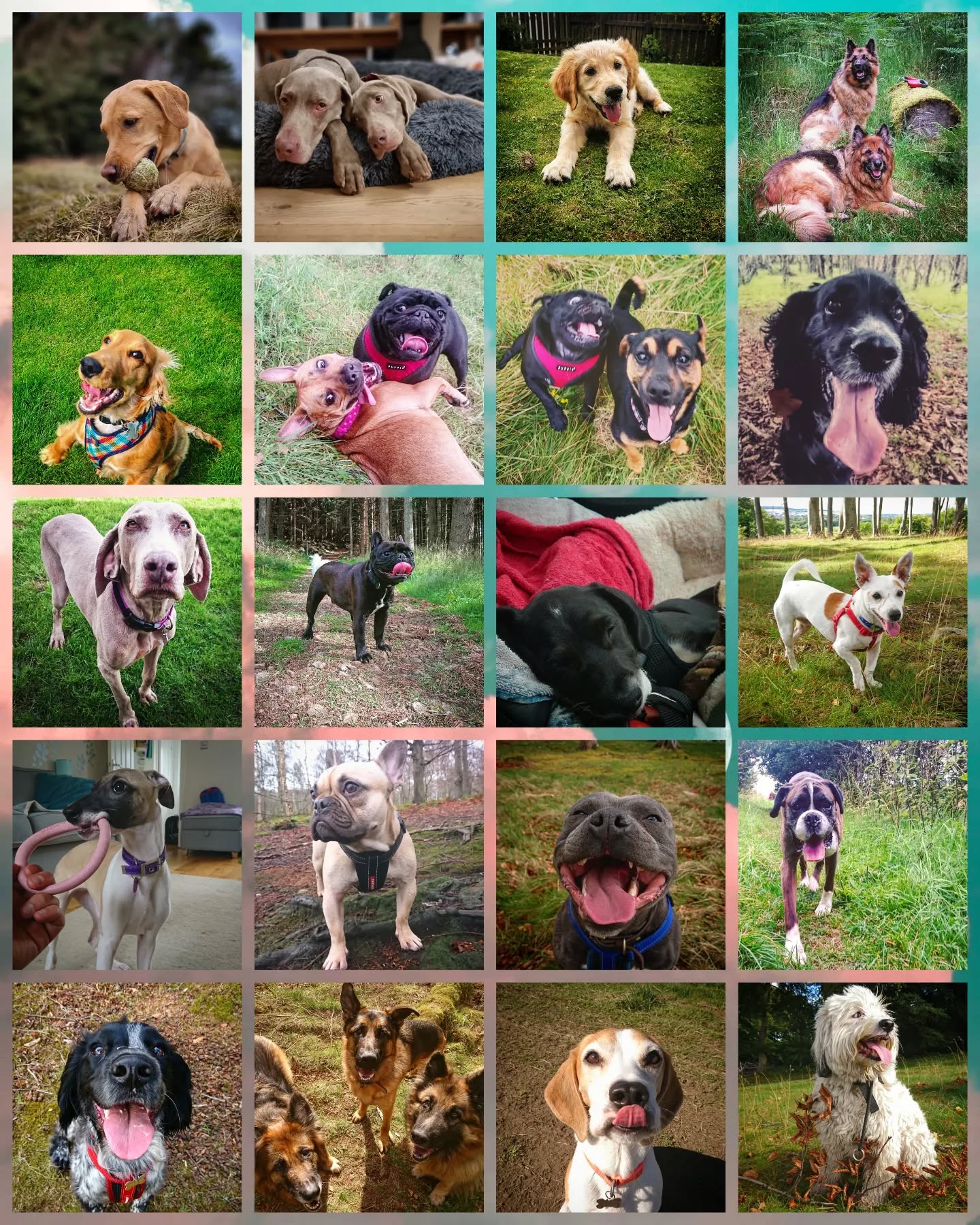 Scottie Dog Walks turns 6 today! 🥳
Thanks to all our clients past and present for allowing us to have the best time possible doing the job we love. ❤🐶
#dogwalker #dogsitting #petsitter #dogwalking #dogsofinstagram #instadogs #dogsofinsta #dogstagram #dogs #instagramdogs #dogsofinstaworld #dogphotography #scotland #aberdeenshire #aberdeen #dogsonadventures #dogs_of_instagram #dogloversofinstagram #doglovers #lovedogs #dogsdaily #dogscorner #dogslife #adventurewithdogs #pawsome #instadog #outdoors #love #work #job