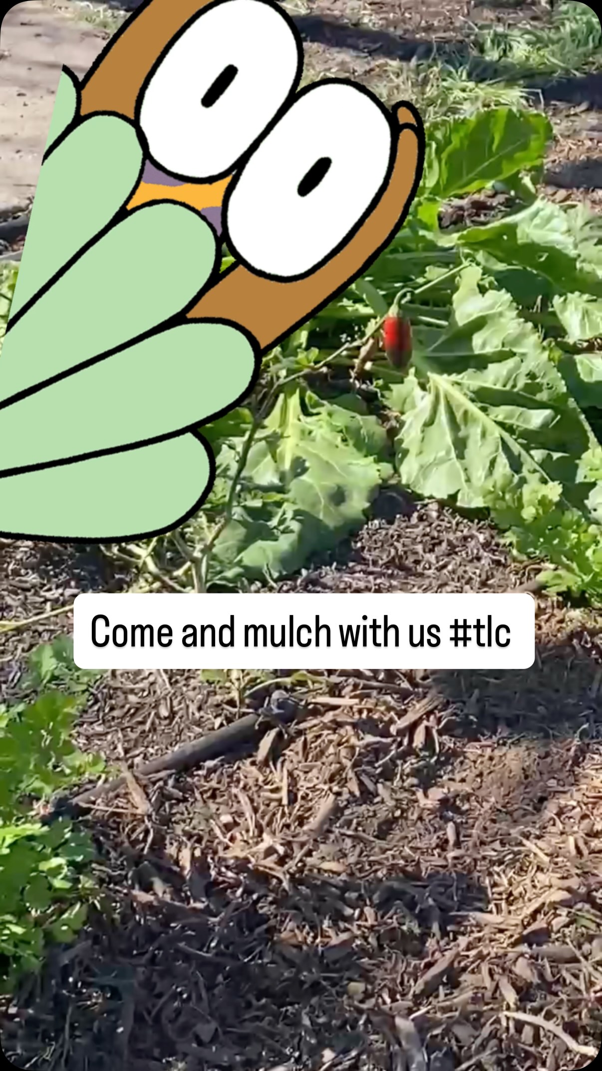 Is your soil wearing sunscreen? ☀️🧴😆🏜️
In Central Texas, the sun is a landscape’s toughest enemy. Without protection, your soil loses moisture in minutes and your plant roots suffer.
When it’s 100F in San Antonio, the bare ground can reach much higher temperatures, “cooking” your plants’ roots. A thick layer of mulch acts as insulation, keeping the soil significantly cooler and locking in moisture so you spend less money on your water bill.
Did you know that weeds need two things to thrive? light and space. By professionally applying mulch, we block the sunlight from reaching weed seeds.
In this post, we just finished a maintenance job for a client in San Antonio, and we added a fresh layer of mulch. Which does 3 things:
1️⃣ Saves Water: Keeps moisture in the ground where it belongs.
2️⃣ Blocks Weeds: No light = no weeds.
3️⃣ Builds Soil: Adds carbon back into the earth.
Don’t let the heat win. DM us, call us or visit our link in the bio for a quote today! 🛠️🌿
#TheLandscapeCooperative #SanAntonioGardening #MulchMaster #SoilHealth #WaterWise #TexasLandscaping #SATX #RegenerativeDesign #fyp#diy #plants#mulch #weedstragram