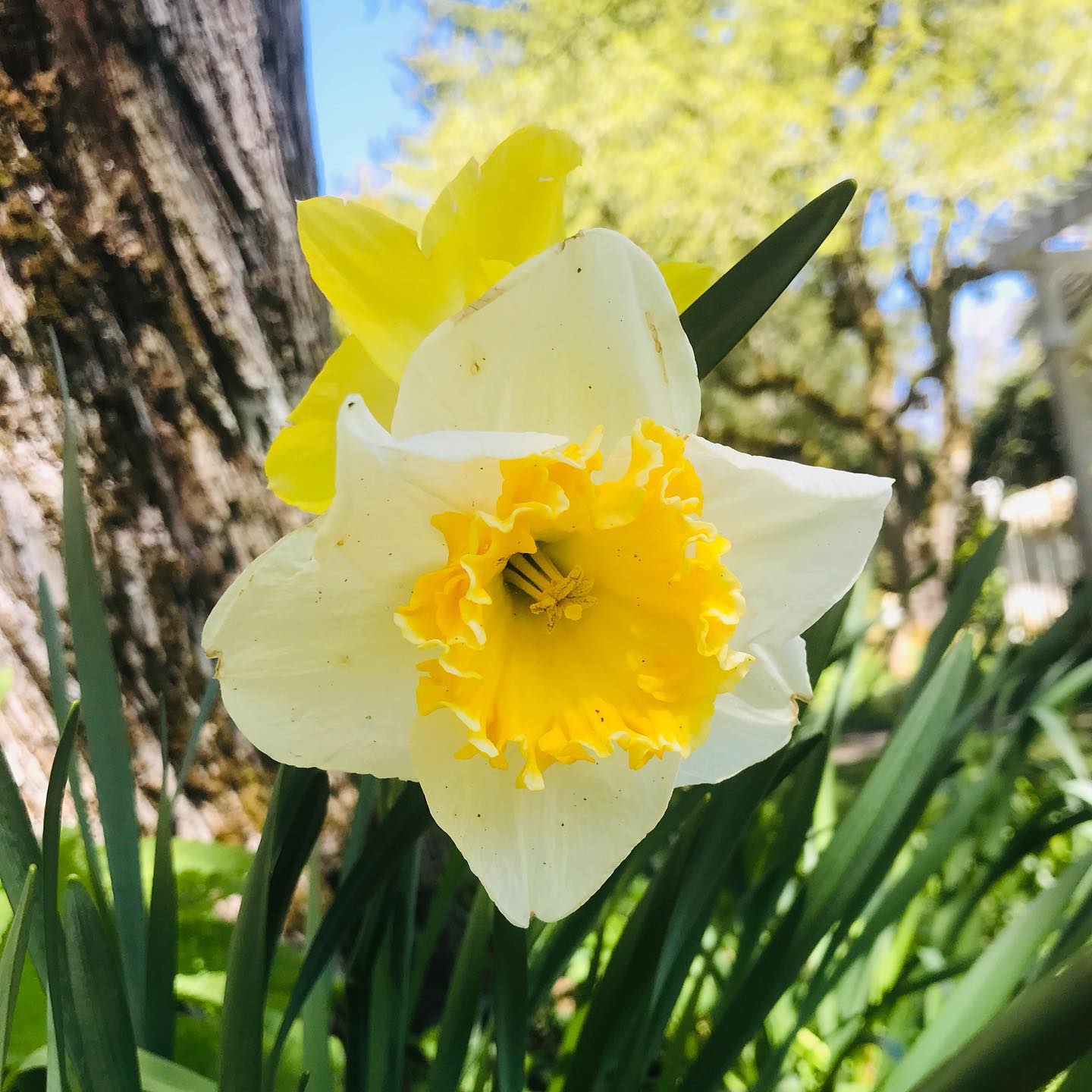 I Wandered Lonely as a Cloud~
✨🌿🌞
I wandered lonely as a cloud
That floats on high o'er vales and hills,
When all at once I saw a crowd,
A host, of golden daffodils;
Beside the lake, beneath the trees,
Fluttering and dancing in the breeze.
Continuous as the stars that shine
And twinkle on the milky way,
They stretched in never-ending line
Along the margin of a bay:
Ten thousand saw I at a glance,
Tossing their heads in sprightly dance.
The waves beside them danced; but they
Out-did the sparkling waves in glee:
A poet could not but be gay,
In such a jocund company:
I gazed—and gazed—but little thought
What wealth the show to me had brought:
For oft, when on my couch I lie
In vacant or in pensive mood,
They flash upon that inward eye
Which is the bliss of solitude;
And then my heart with pleasure fills,
And dances with the daffodils.
– William Wordsworth (1802)