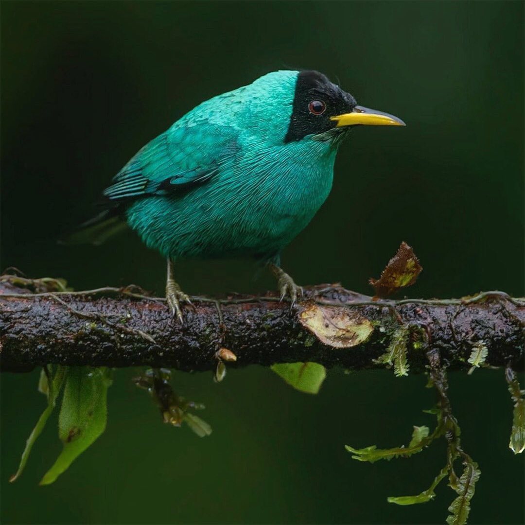 Check Out This Vibrant Green Honeycreeper!
One way to help increase bird habitat is to help plant trees by switching your web browser to the search engine @Ecosia to plant trees for free while you search the web. Ecosia.org is the ‘search engine that plants trees’ by donating 80% of their advertising revenue to effective tree planting projects around the world with a focus on biodiversity hotspots.
Subscribe @trilliontreescampaign for more inspiring nature content and to connect with easy ways to plant trees around the world.
Photo by @chinowongcr
#trilliontreescampaign #trilliontrees #reforestation #generationrestoration #wildlife #wildlifehabitat #habitat #biodiversity #wildlifeplanet #wildlife_inspiration #naturephotography #treeconnection #givebacktonature #nature_inspiration #birdsofinstagram #birdstagrams #birdslovers #nature_brilliance_birds #birdstagrams #birds_captures #nuts_about_birds #bird_brilliance #birds_adored #birdlife #birdstagram #bestbirdshots #birdvibrance #birds_nature #birds_matter