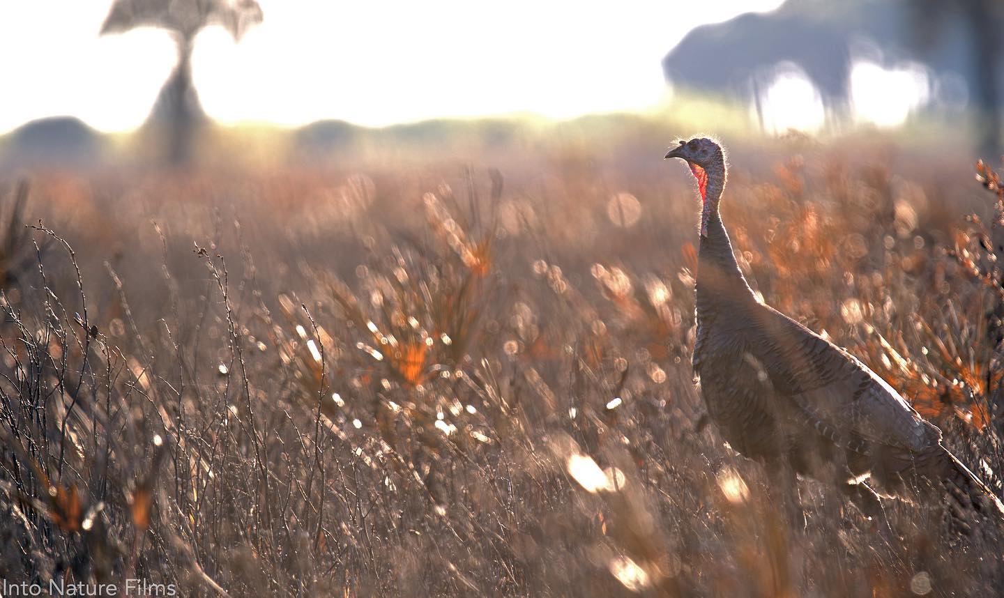 A Tom turkey makes his way across the prairie to greet his mate. They forage together in the burned and unburned patches filling their bellies after a recent prescribed burn at Kissimmee Prairie. Soon they will nest and attempt to raise a new generation. With a little help from humans and their torch, this pair may well fulfill a desire we all share: Surviving well in a community well tended. @Kissimmee Prairie Preserve State Park