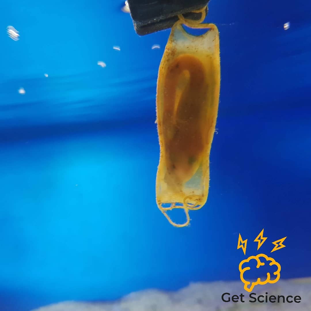 Here's a #babyshark growing in its egg also known as a Mermaid's Purse. The outside is made from ultra strong collagen (a protein) that doesn't let anything like barnacles or algae grow on it very easily.
We've been looking at the nanoscopic structure in the lab to try and work out why this collagen is so special. We're looking using a different type of microscope to the ones you find on your exam syllabus... If you want to know more about what lab life is like, you love science or just like #babysharks follow my page @getsciencetuition
www.getscience.co.uk