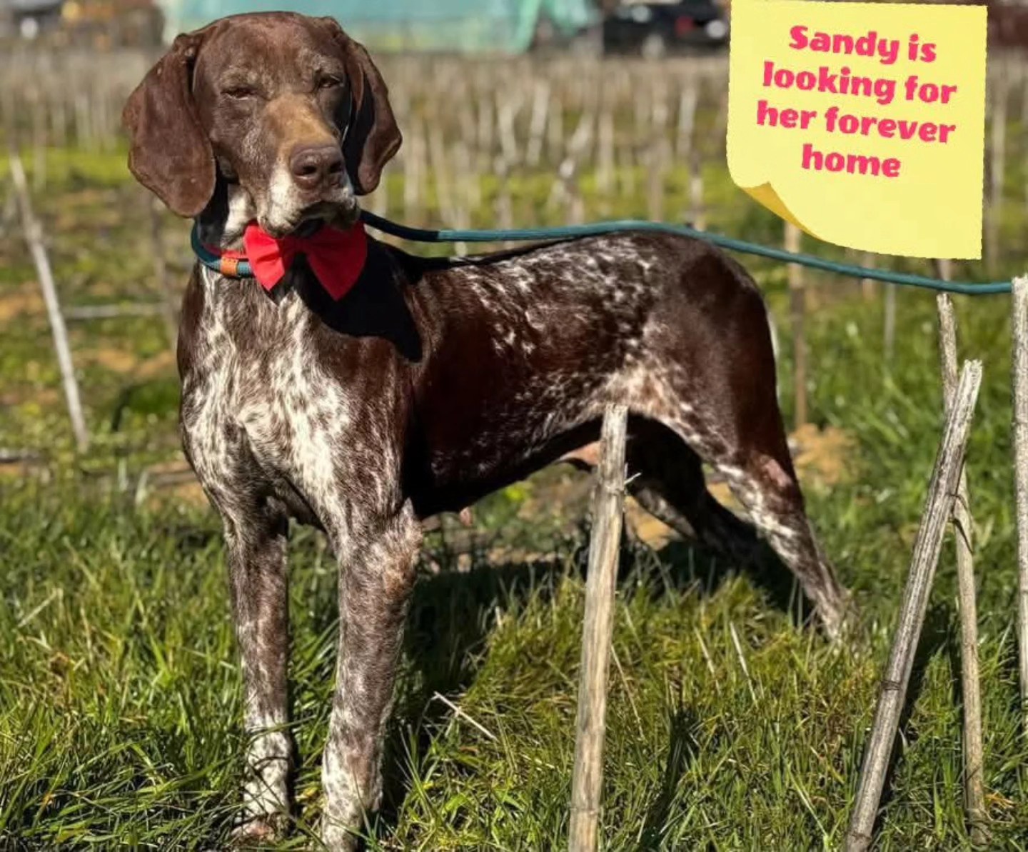 We want to thank you for your contribution
❤️🐾Marinda Van Den Heever
€26,48
❤️🐾Martine Pollefliet
€50,00
,
❤️🐾R.S.Oldenburg
€30,00
❤️🐾Anonymous donor
€51,31
❤️🐾Carlijn & Bliss Van Cronenberg
€10,24
❤️🐾Freya Ruiter
€7,68
❤️🐾Bamberg Cohen
€10,00
❤️🐾B.E.deJong
€75,00
❤️🐾J. Muller
€20,00
❤️🐾Danielle Mertens
€10,00
❤️🐾Fenja Bosman
€5,00
❤️🐾Conny Neuburger
€5,13
❤️🐾NP deZwart
€50,00
❤️🐾Anonymous donor
€10,00
❤️🐾 Anita Post
€10,24
Thank you very much for your support💝
Contact via email: gsprescuehr@gmail.com
Website: https://www.gsprescuehr.com/nl/contact.
#dontshopadopt#gspoftheday #gspcommunity#germanshorthairedpointerlovers #germanshorthairedpointerlovers #pointerlovers #gspcommunity #pointerlove #germanshorthairedpointer #birddog #pointersofinstagram #gsprescue #gspworld #gsp #gsplife #gsploverig #gsplovers #gspsofinstagram #gspuniverse @lydia_lidach #rescuedog #rescuedogsofinstagram #rescuedismyfavoritebreed#deutschkurzhaar