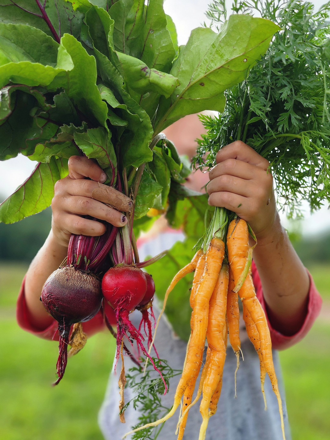 Carrots & beets for the lunch table!
š„
Bunches of sweet, sweet mixed beets (greens attached!) are going to be coming at you tomorrow and Saturday at the farm stand!