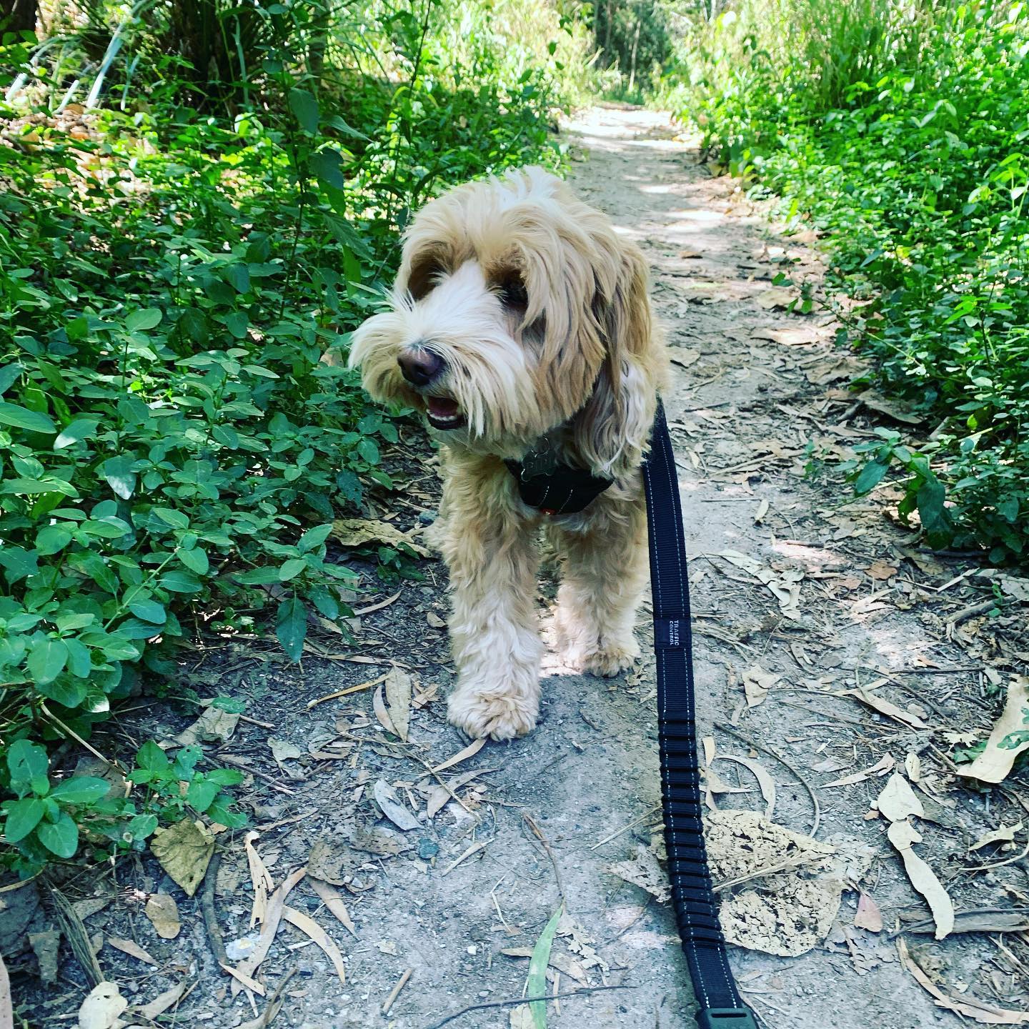 Pipi enjoying her walk today along a lovely shady trail ☺️.
#dog #dogsofinstagram #dogsofbrisbane
#brisbanedogwalking #brisbanesogwalker
#spoodle #doglover #cute #chasingtailsbrisbane