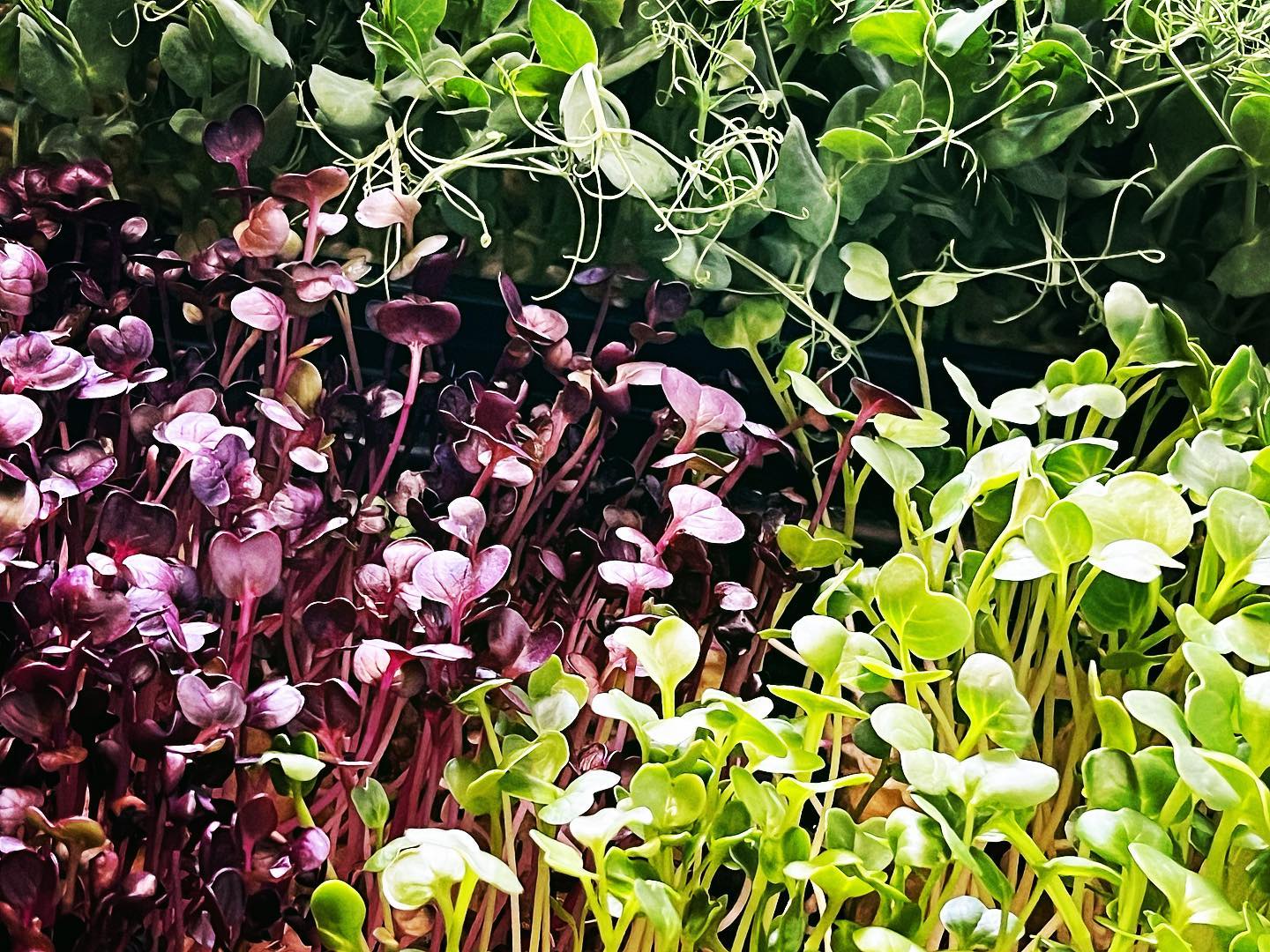Bunte Pflänzchen 😋 Vitaminlevel 1000 -
Double Tap if you like 🥰 ❤️ Greens 🌱
-
Make sure to follow - @die_grossstadtoase
-
#grossstadtoase #microgreens #superfood #organic #delicious #handmade #urbangardening #lifestyle #gourmet #nachhaltig #picoftheday #vegan #vienna #die_grossstadtoase