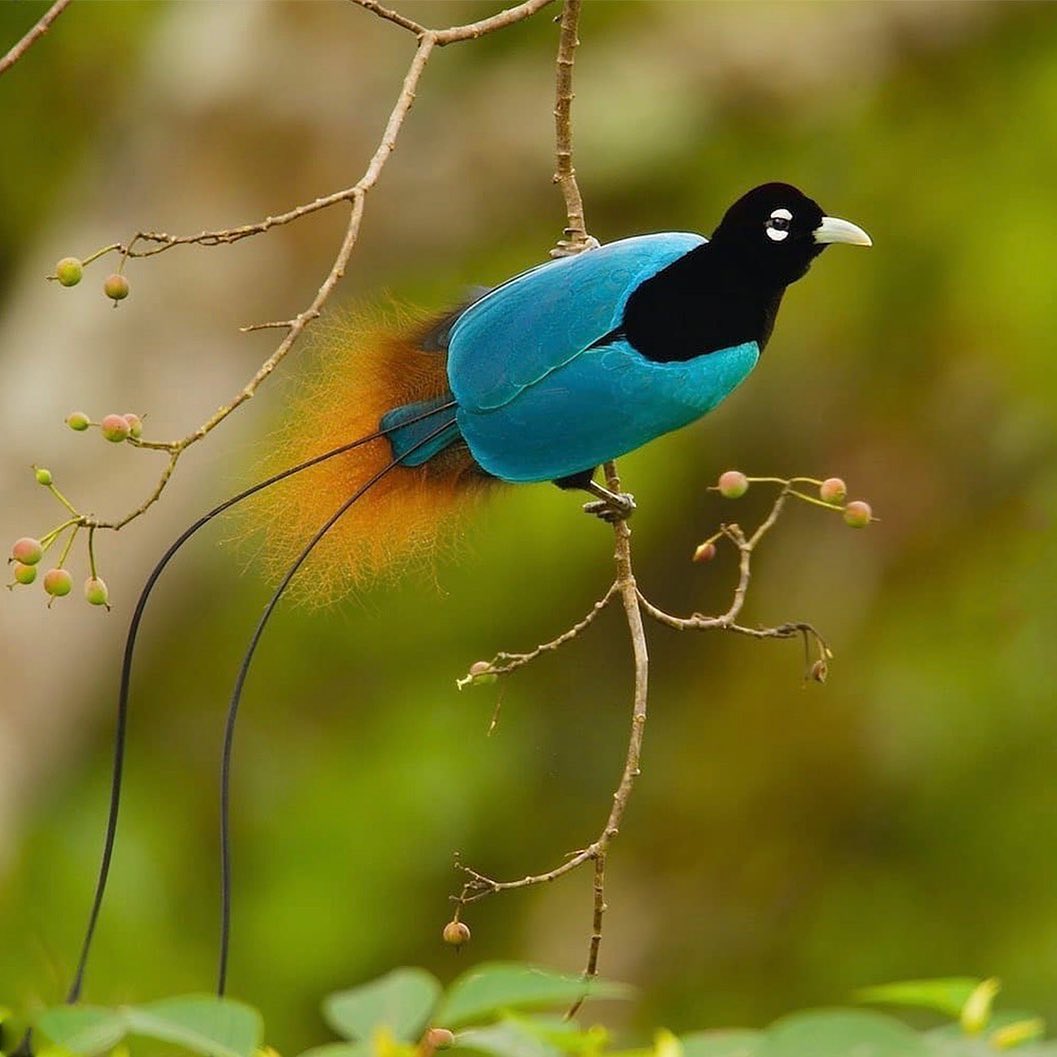 The Fantastically Beautiful Bird of Paradise
"Males often sport vibrant feathered ruffs or amazingly elongated feathers, which are known as wires or streamers. Some species have enormous head plumes or other distinctive ornaments, such as breast shields or head fans. Males put their bright colors and unusual ornaments to good use when they display for females. Their elaborate dances, poses, and other rituals accentuate their appearance and put on a phenomenal show for both female birds and any humans lucky enough to be in the vicinity. Such displays can last for hours, and in many species they consume a significant part of the male's time." - www.nationalgeographic.com
The more trees we plant now the more habitat we restore and provide for our glorious bird friends. Please consider switching your web browser to @Ecosia to plant trees for free while you search the web. Ecosia.org is the ‘search engine that plants trees’ by donating 80% of their advertising revenue to effective tree planting projects around the world with a focus on biodiversity hotspots.
Subscribe to @trilliontreescampaign for more inspiring nature content and to connect with easy ways to plant trees around the world.
Photo by @timlaman
#trilliontreescampaign #trilliontrees #reforestation #generationrestoration #wildnature #wildlife #wildlifehabitat #habitat #biodiversity #wildlifeplanet #birdsofinstagram #birdstagrams #birdslovers #nature_brilliance_birds #birdstagrams #wildlife_inspiration #wildlife_inspiration #naturephotography #mothernaturerocks #birdsofparadise #naturegrams #givebacktonature #nature_inspiration #naturebeauty_pix #naturemeditation #natureinspiredbeauty #naturelifeearth #naturelifeearth #mothernaturerocks #loveforests
