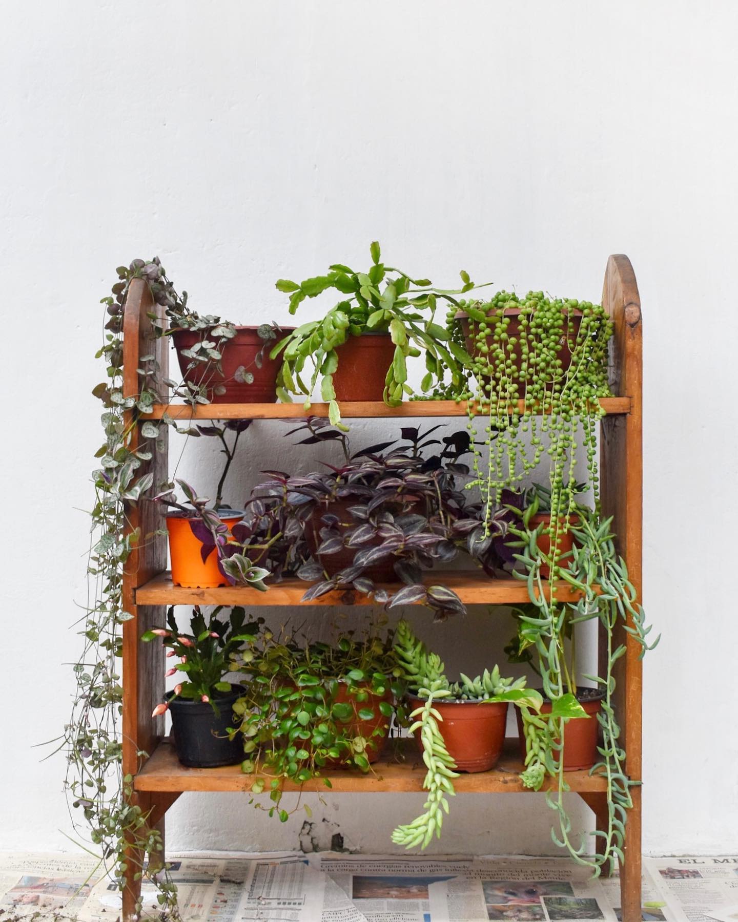 // Plantas colgantes 🪴😍
Si quieres una alternativa que no le reste metros a tu casa, aquí está la respuesta ☝🏻 Son variadas en colores, tamaños y formas 💚💛💜 Y lo mejor? No sólo sirven para el techo, sino también para darle un aspecto renovado a esa repisa fomeque que todos tenemos por ahí 😅
Te interesa alguna? Escríbenos!
#monstera #suculentas #suculentaschilenas #suculentaschile #clepia #plantaschile #cactus🌵 #cactuschile #emprendimientofemenino #emprendimientochileno #decoracion #paisajismo #regalo #siemprevivas #flores #naturaleza #jardín #verde #crassula #rosario #colores #santiago #viñadelmar