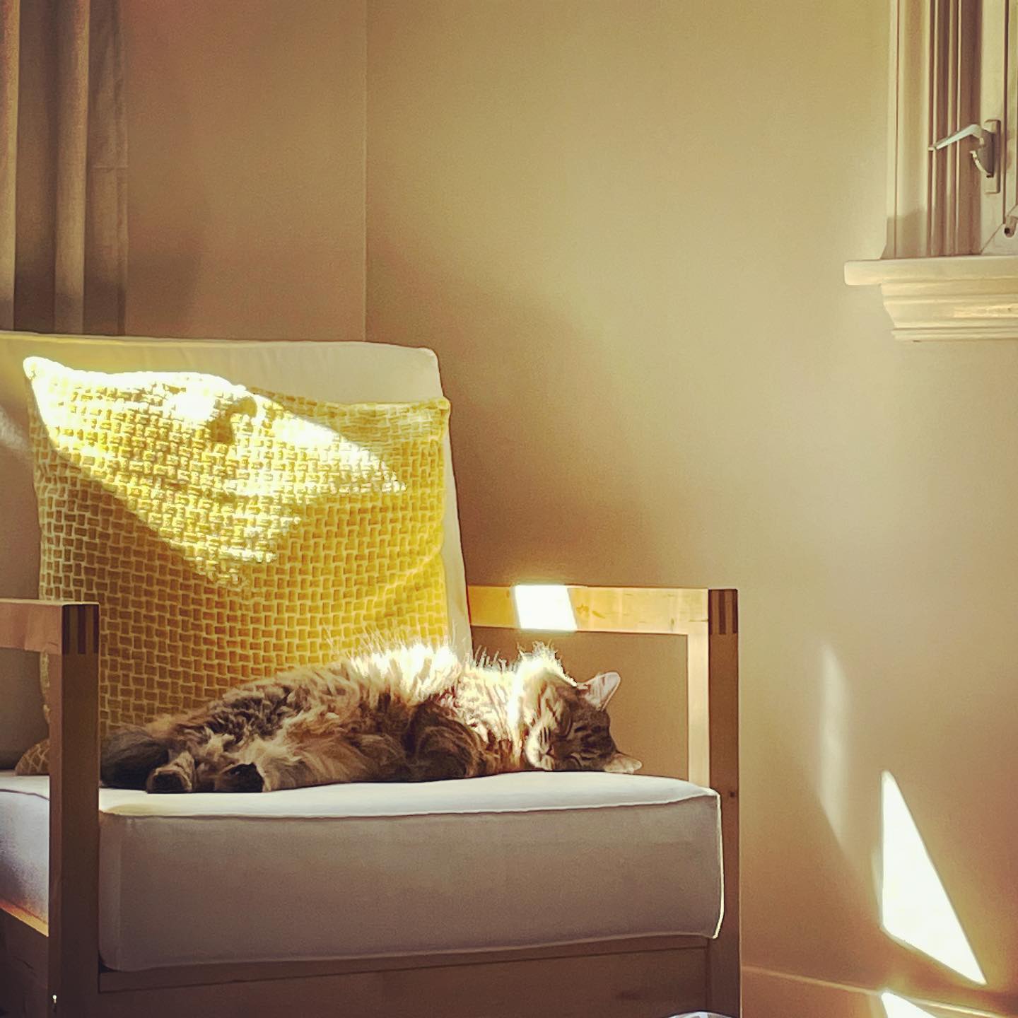 ✨TEACHINGS FROM A KITTY:
🐱Eat whenever you’re hungry. 🍔
🐱Let people know when you need them. 🤝
🐱Make rest a priority. 😴
🐱15-30 minutes of exercise a day does so much for your mental health. 🧠
🐱Regular poops are vital. 💩
🐱Water, water, water. 💦
🐱Alone time is a must but social connection is also important. 👯♀️
#kittywisdom #catsofinstagram #rest #eatwhenyourehungry #drinkwater #holisticnutrition #holisticnutritionpractitioner #exercise #mentalhealth #loveanimals #catmom