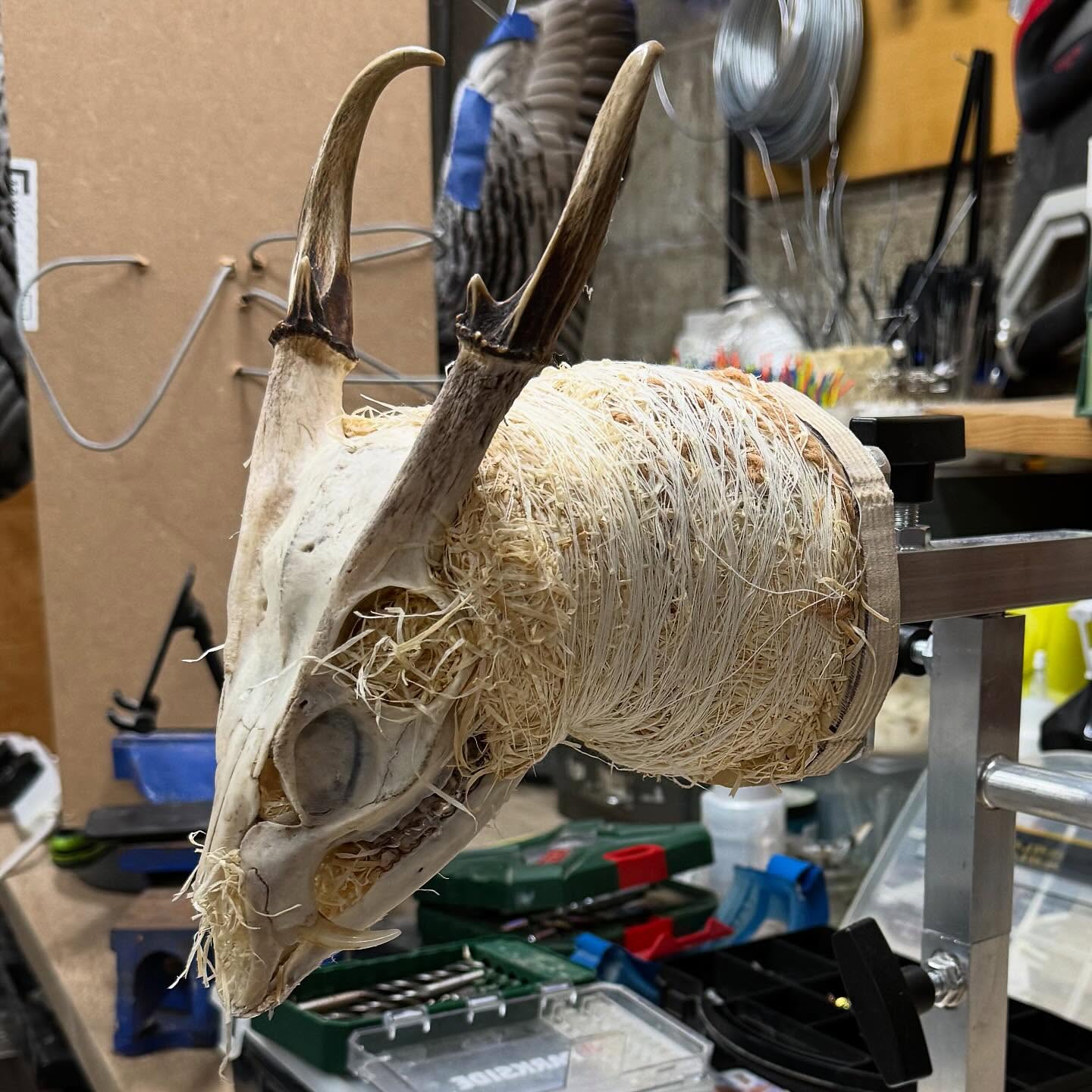 Thought I’d show you some of my processes and what goes inside the pieces I create. Some stuff I’m not that proud of but wanted to show you anyway, as I learnt a lot everytime I make a piece, I always think of how I could of done it better, the shape, the size, the way a specimen is posed. The feathering. All of it! The learning never stops. I use all sorts of materials. Sometimes I go full woodwool. Sometimes I use a pre made form, someone I carve a form out of blue foam. Even sculpt a skull out of apoxie clay if I have to. Whatever works. I’m sure there’s better ways on how I’ve created stuff and I’m in no way saying I’m an expert. Just thought you’d be interested.
Now back onto making some big pieces which I’ve been prepping over the last few days.
#taxidermy #wip #woodwool #forms #taxidermist