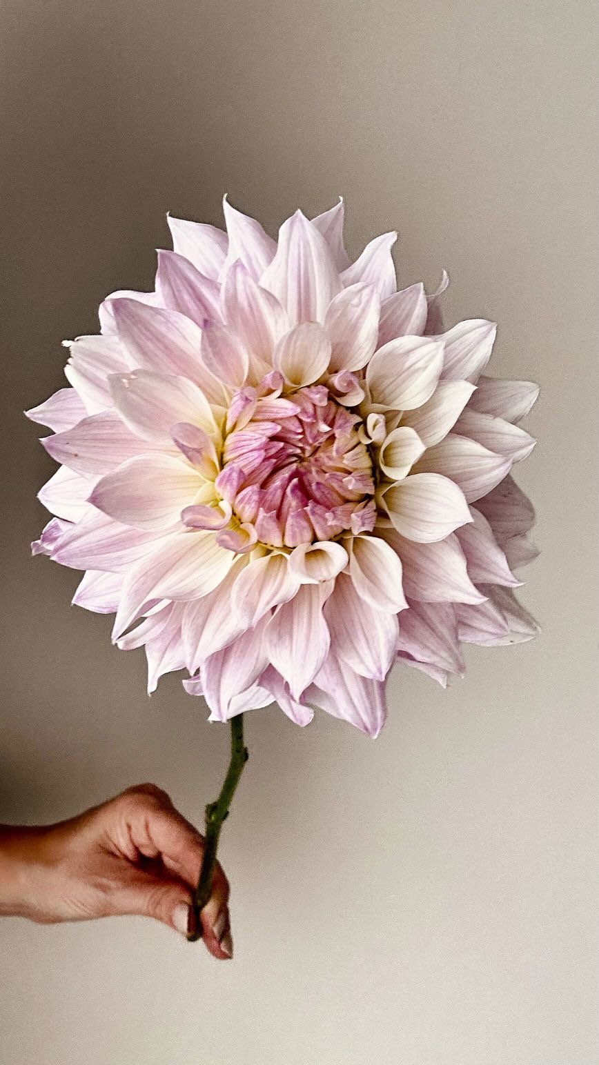 💃 Reklam för egen verksamhet 💃
Bloomquist Compare - en underbar blek lavendelfärgad dekorativdahlia, förädlad av Paul Bloomquist i USA ✨
Vi älskar kronbladen med sina graciösa, spetsiga toppar som ger en delikat och samtidigt modern skulpturell känsla 😍
Bloomquist Compare - a gorgeous pale lavender decorative dahlia, bred by Paul Bloomquist in the USA ✨
We love the petals with their graceful, pointed tips that give a delicate yet modern sculptural feel 😍
#storiesandcreations #dahliadesire #bloomquistdahlias #dahlia #dahliasofinstagram