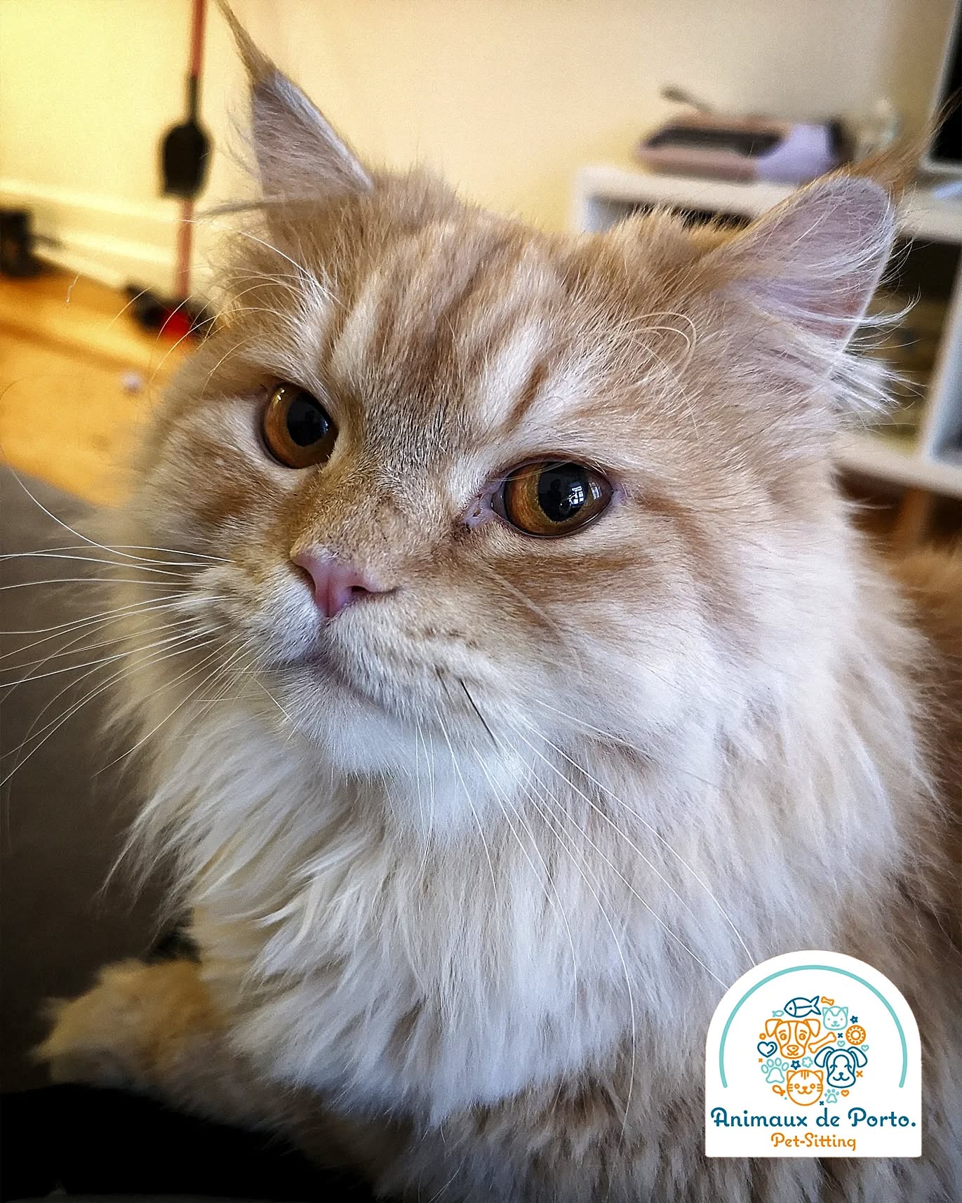 O querido รtoile ๐๐
Lovely รtoile ๐๐
#petsitting #petsittingporto #cats#dogs #petlovers #animalsofinstagram