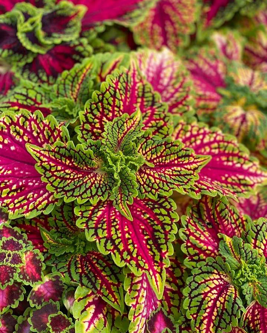 With it’s bold contrasting color and low maintenance care, coleus is a great addition to any combination planter or garden!