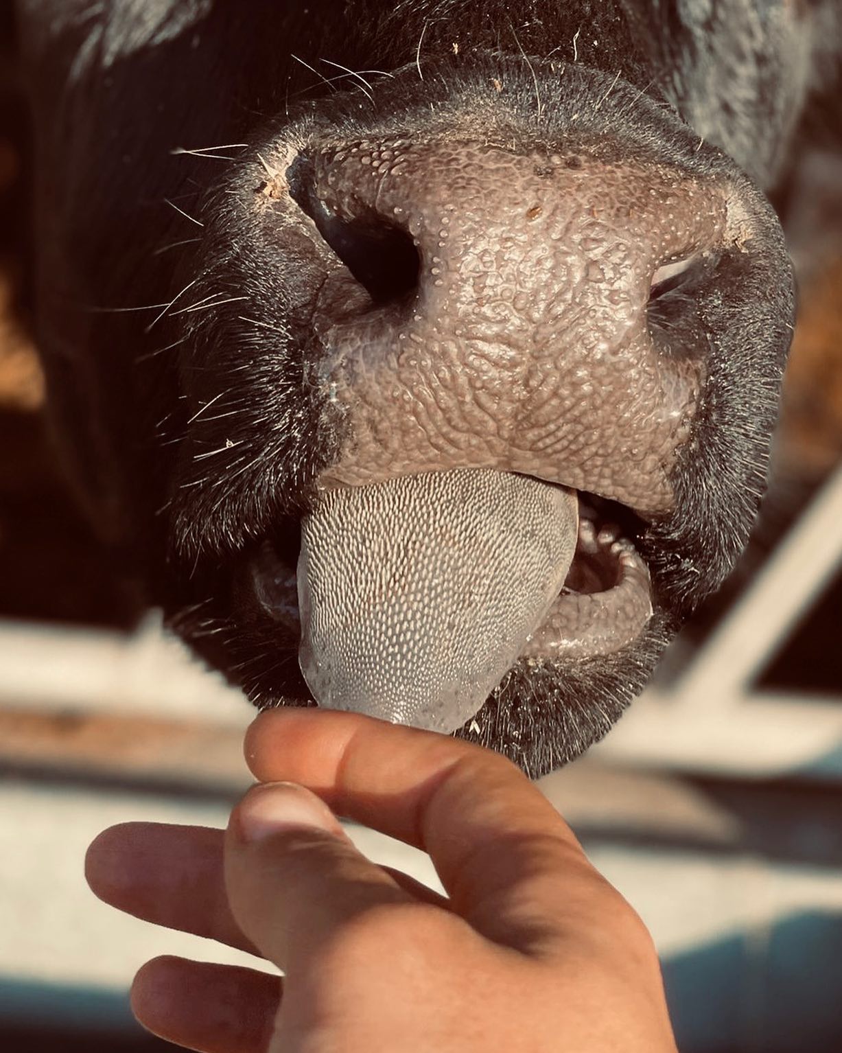 #angus #blackangusbeef #angusfarm #farmtotable #bio #eco #sustainableliving #sustainablechefs #grassfedbeef #farmlife #slowliving #countryside