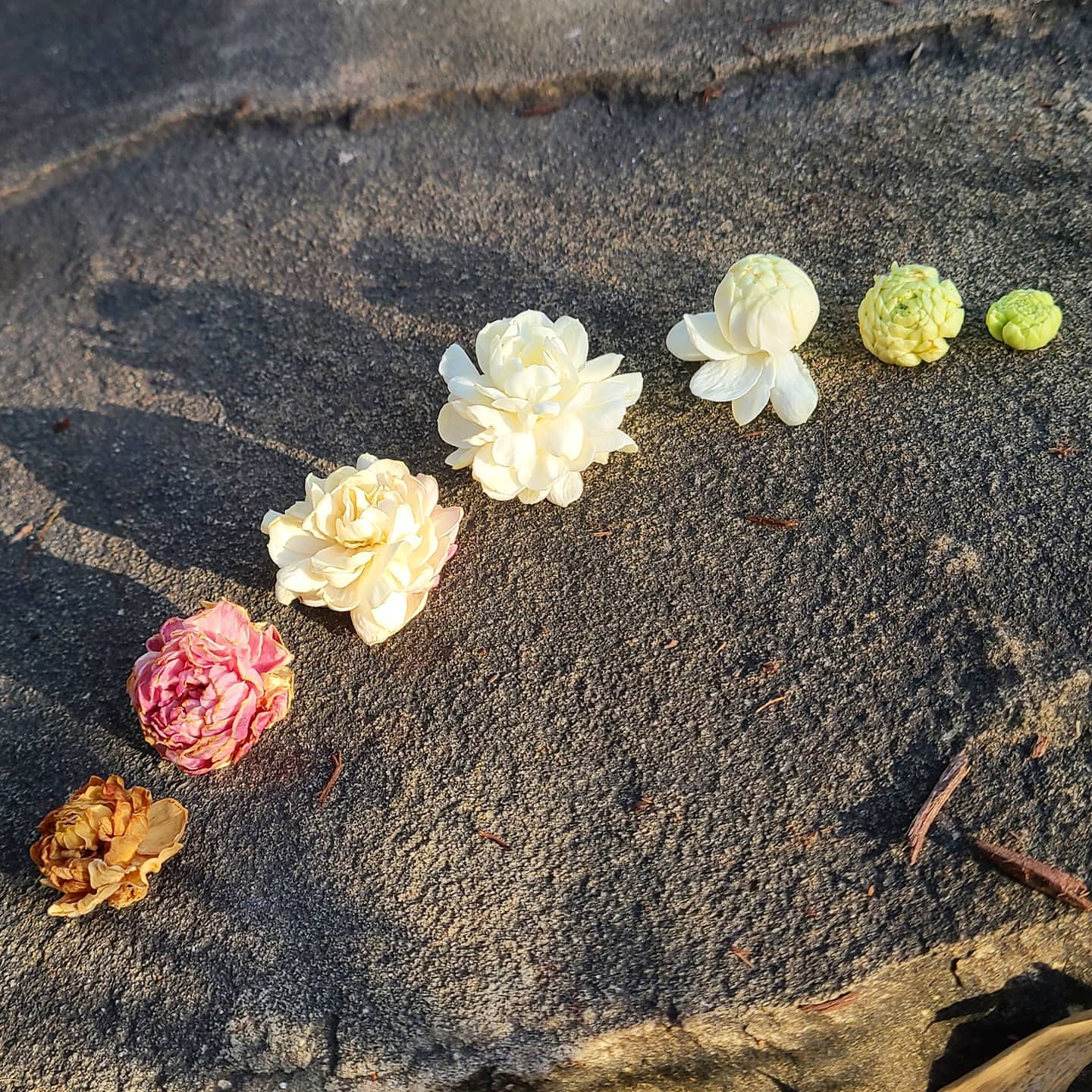 So this is the life cycle of one variety of Jasmine flower. This one has one of the most exquisite jasmine fragrances in my opinion, but there are 2 more varieties about to blossom so we'll see and if anyone knows the name of this variety please let me know 🙏
..
..
What fascinates me is that as the flowers gets older on the vine they turn a gorgeous rose pink kind of magenta color. The camera does not do it justice 😐
..
..
Anyway, these flowers will become the Jasmine Flower Essence thatll be used throughout my next batch of products and the dried flowers on the left will be included whole as part of something I'm going to call "Tub Tea" so please stay tuned🙏
..
..
..
..
..
..
..
..
..
..
..
..
#NatureHealsEverything #BringNatureIn #SelfCare #SafePersonalHygiene #Organic #SmallBatch #BuyLocal #SeasonalBrightLiving #BrightLife #Colortherapy #EmotionalWellbeing #EmotionalBalance #TwelveStep #AlAnon #Aromatherapy #FlowerEssenceTherapy #EssentialOils #Sarasota #SarasotaFlorida #SouthwestFlorida #Meditation #ActiveMeditation #ButterflyGardens #MeditationGardens #LandscapeDesign #gardenersofInstagram