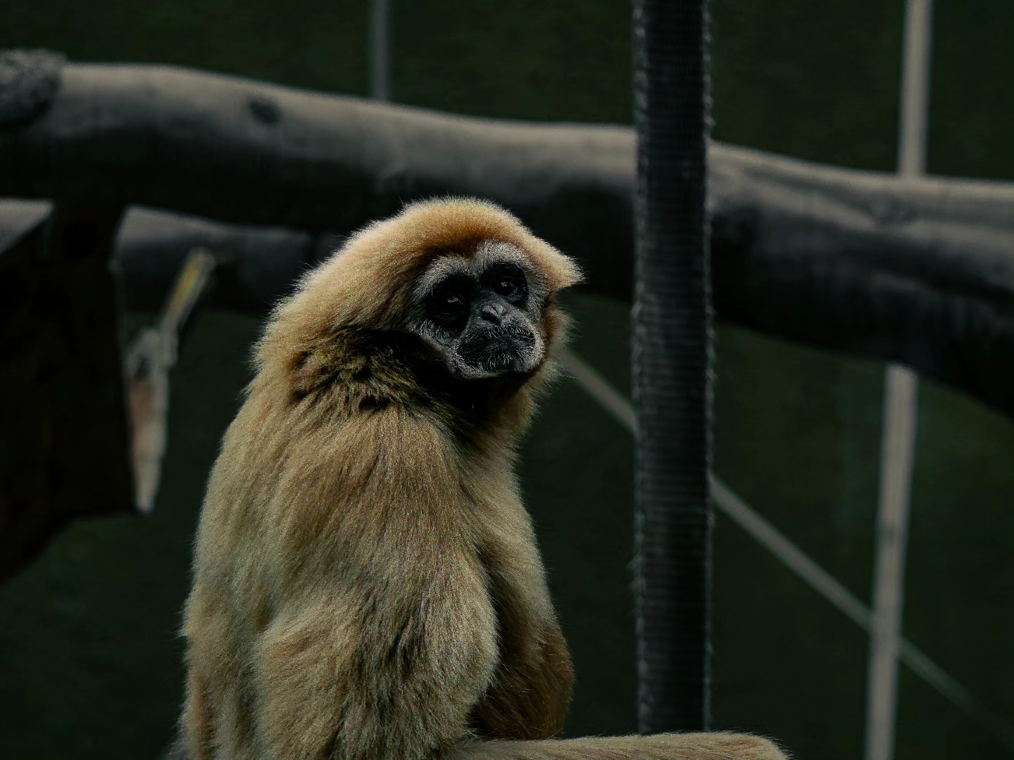 This guy was sat enjoying a head of lettuce and turned to give me *one* look ๐
glad I was able to snap his picture in the 2 seconds he was facing us ๐๐คฆ๐ปโโ๏ธ
#chesterzoo #chesterzoosnaps #naturephotographer #naturephotography #wildlifephotographer #wildlifephotography #zoophotography #discoverunder500 #amateurphotographer