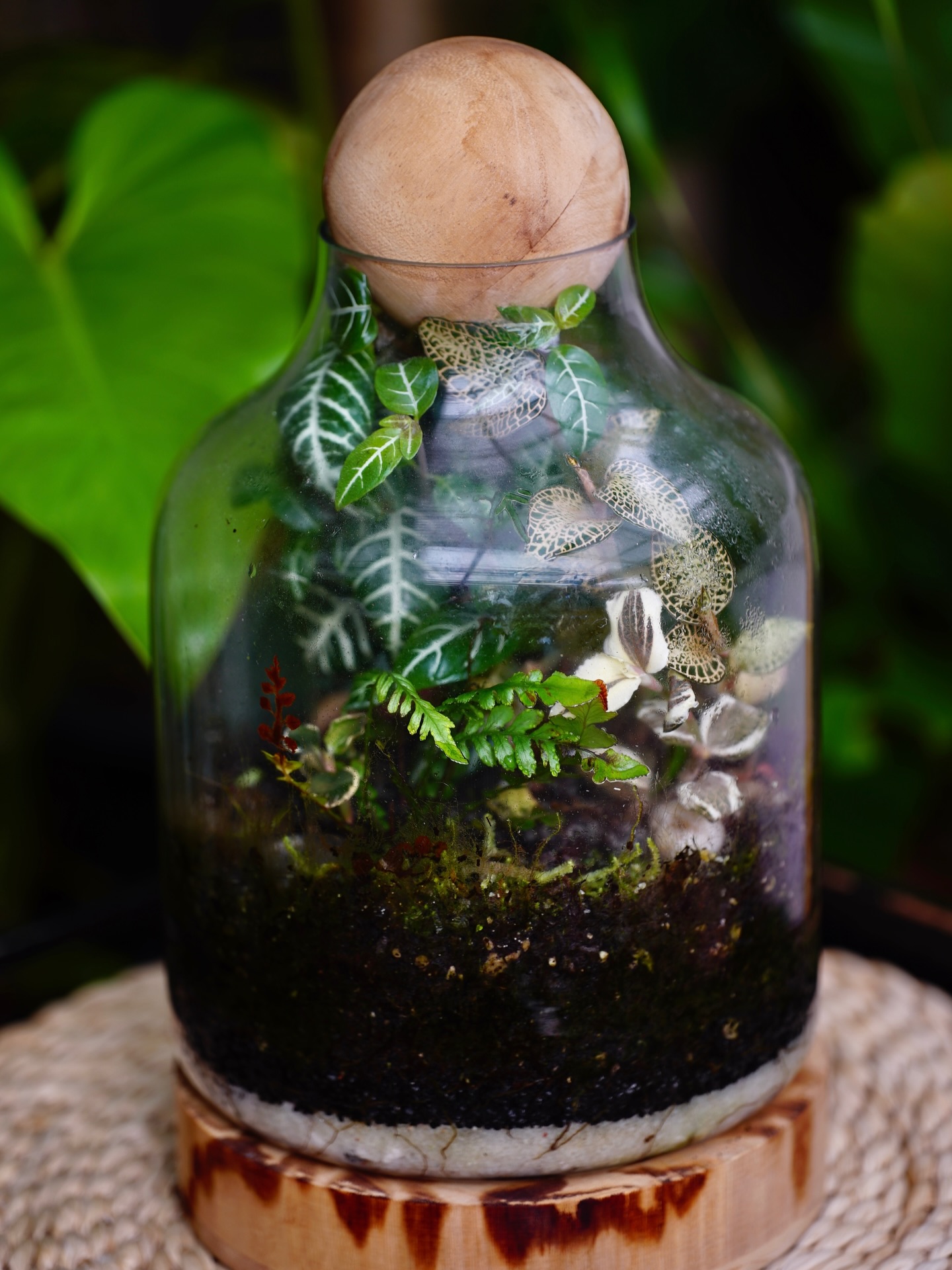 Jewel orchids absolutely LOVING their terrarium. The ultimate low care indoor plant. Check out the colourful range at Urbanbotanist.nz