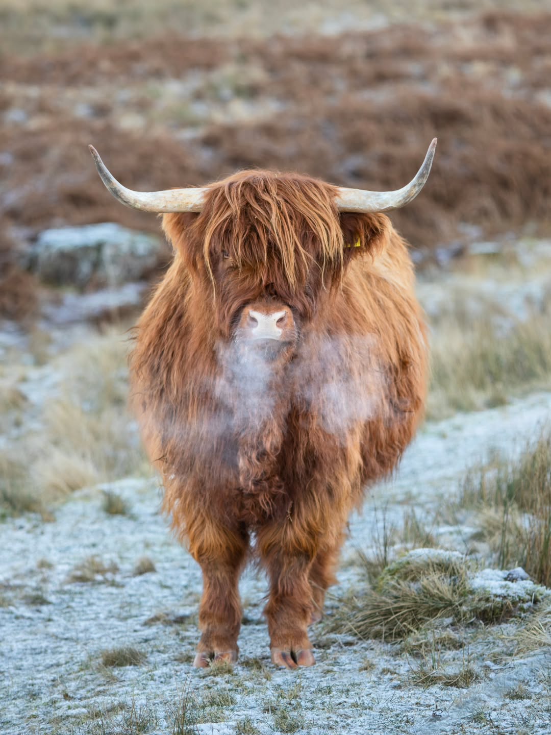 C O O
Another wee jaunt and another cold coo 🏴
.
.
.
#scotland #nature #wildlife #travelphotography #travel