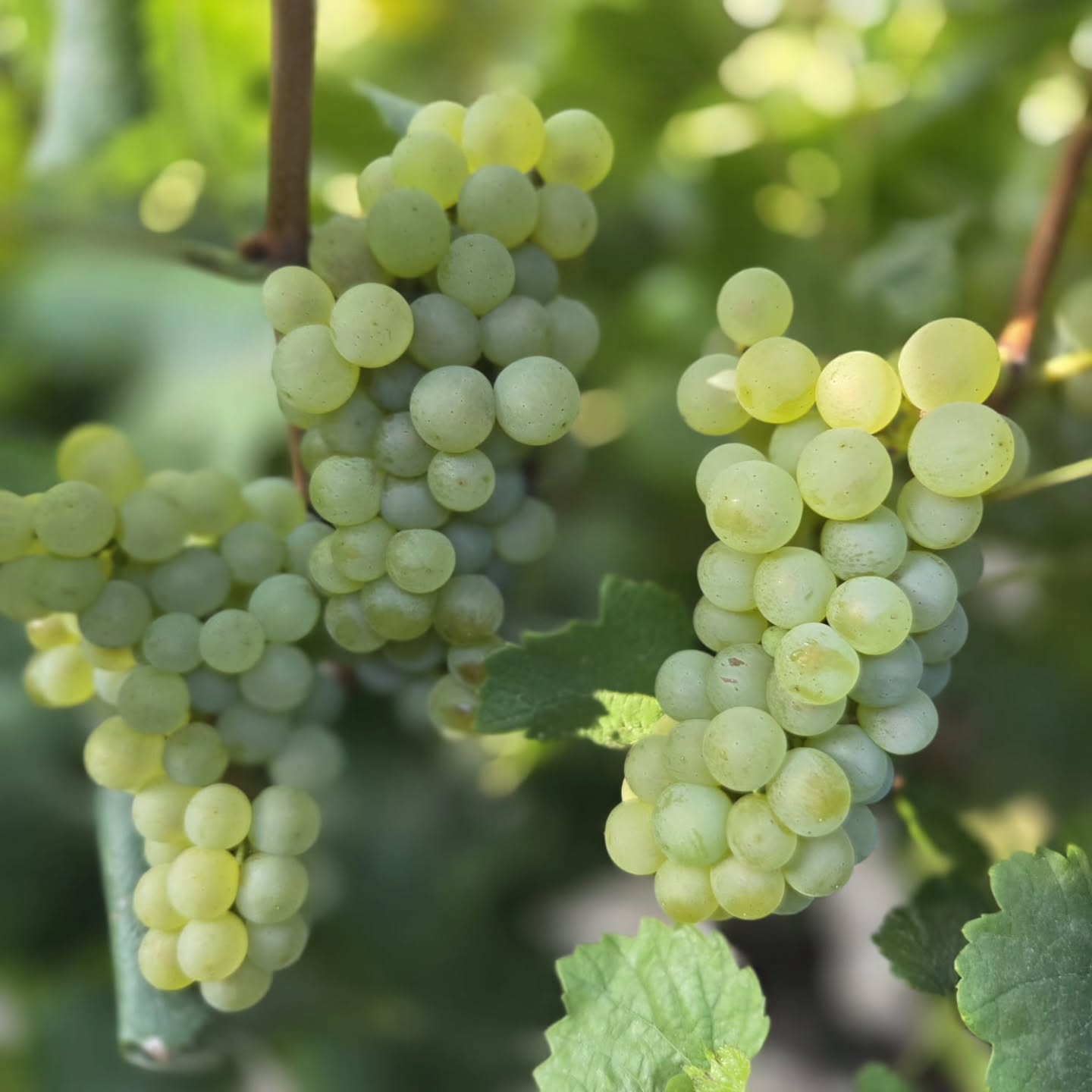 Our Chardonnay is ripening beautifully on the vine — healthy, balanced bunches and full of promise. As we look ahead to harvest in the second week of February, we’re grateful for a season that’s unfolding exactly as it should....🙏
#Chardonnay #VineyardLife #HarvestSeason #EstateGrown #BoutiqueWine