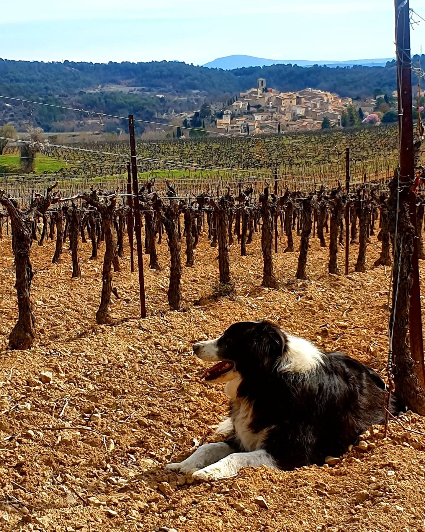 Une vie de chien. Parcelle les Croix.
#vignoblesmontthabor #chateaumontthabor #vinsluberon #viedechien