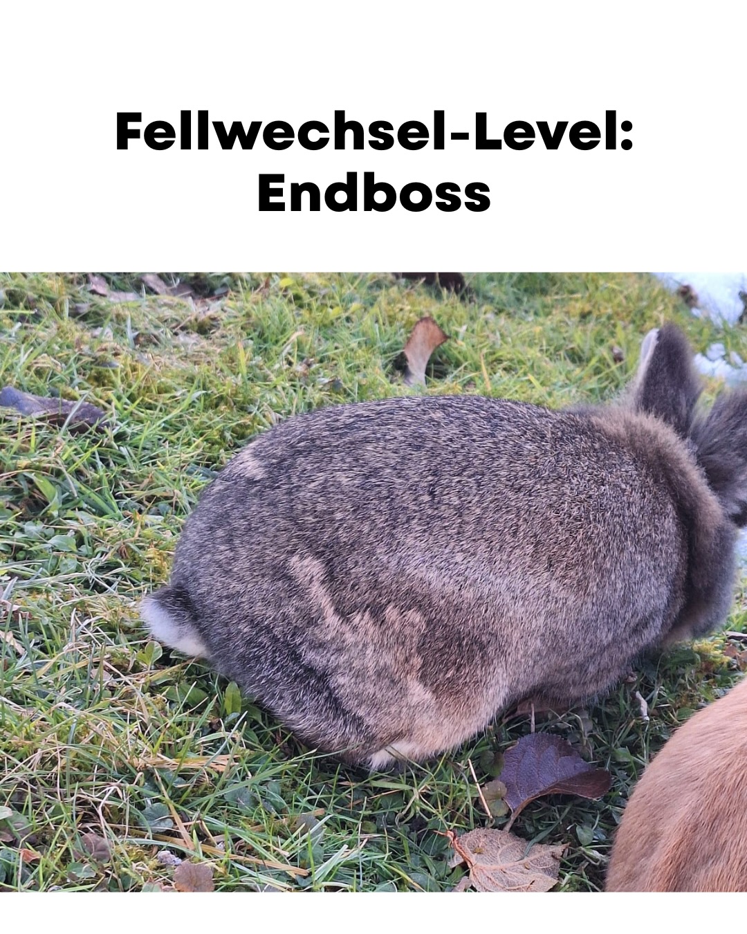 Fellwechsel-Level: Endboss. 🐰🖕😂
Dieses Foto hat uns @wave_goodbye_and_watch_it_go geschickt – und wir mussten einfach nur laut lachen. 🤣 Manchmal entstehen im Fellwechsel echte Kunstwerke. 🖕😄
Jetzt seid ihr dran: Welche Meme-Überschrift würdet ihr diesem Bild geben? 😁
Lasst eurer Kreativität freien Lauf – wir sind gespannt auf eure Ideen! 👇😂