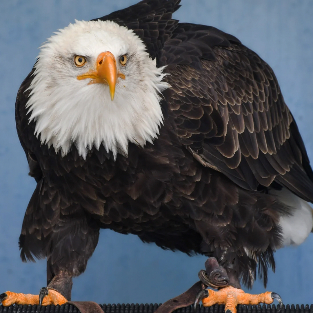 Am I a diehard fan? No. Do I have an office mate that I want to cheer his team on in solidarity? You bet! Lol Go Eagles Go!
•
•
•
•
•
#superbowl2025 #superbowl #eagles #workfriend #football