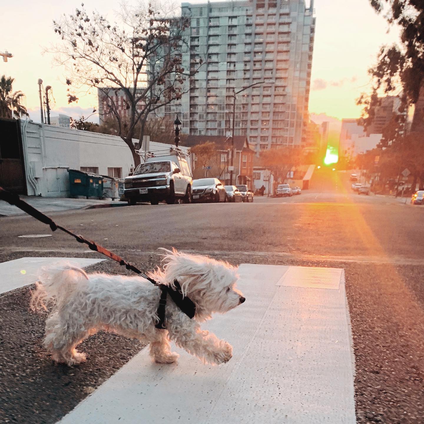 Hurry it up, I’ve got a fire hydrant date with a chihuahua at sunset 🐾