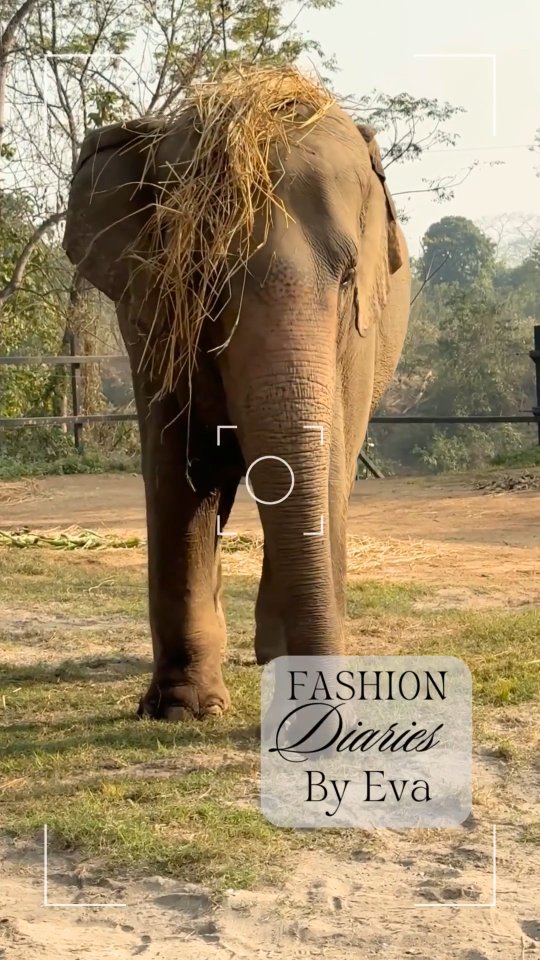 🇬🇧 Eva strikes again 🐘🌾
She made herself a beautiful designer hay hat — and for those who know her well, you know how much she loves having things on top of her head.
This little moment of silliness and freedom is shared especially to brighten your day.
Today, more than ever, we need your support to help us give more elephants access to this kind of life — a life where they are free to be playful, curious, and unapologetically themselves.
Every bit of support helps us help more elephants reach this freedom 💚 link in bio 🙏
🇫🇷 Eva frappe encore 🐘🌾
Elle s’est créé son propre chapeau design en foin — et celles et ceux qui la connaissent savent à quel point elle adore avoir des choses sur la tête.
Ce petit moment de liberté et de fantaisie est partagé spécialement pour illuminer votre journée.
Aujourd’hui plus que jamais, nous avons besoin de votre soutien pour permettre à davantage d’éléphants d’accéder à ce type de vie — une vie où ils peuvent être libres, joueurs, curieux, et simplement eux-mêmes.
Chaque soutien compte pour offrir cette liberté à encore plus d’éléphants 💚 lien dans la bio 🙏
#ElephantFreedom #RescuedElephants #ElephantJoy #ElephantLife #EthicalElephant
ElephantsOfInstagram WildAtHeart AnimalWelfare AnimalSanctuary
ElephantPersonality CompassionInAction SupportElephants ProtectElephants
FreedomMatters HappyElephants
ÉléphantsLibres ÉléphantsRescapés JoieÉléphantesque BienÊtreAnimal
ProtectionAnimale SanctuaireAnimalier RespectDuVivant
Éléphants ÉléphantsHeureux SoutenirLesÉléphants
LibertéAnimale Compassion AgirPourLesAnimaux