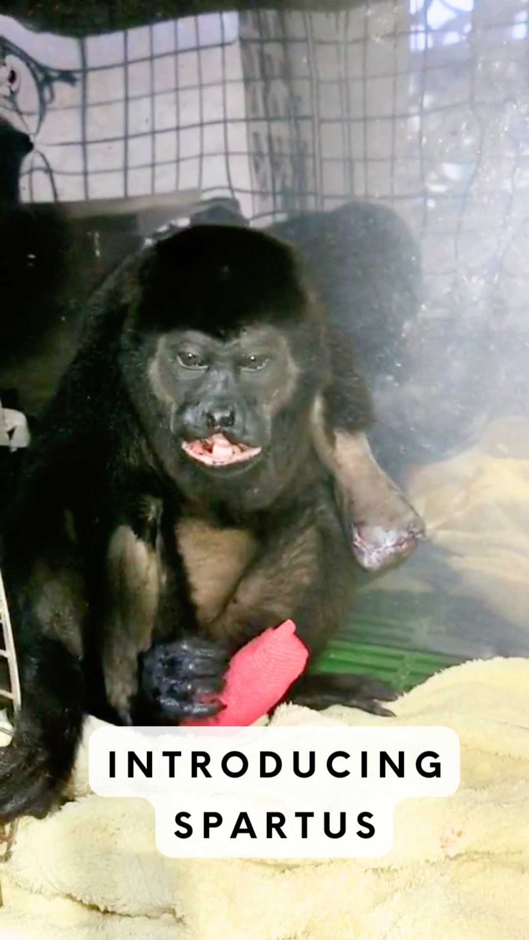 Monkey Monday Update: High voltage power lines are a deadly danger for many animals, especially monkeys. Recently this Azuero Mantle Backed Howler Monkey suffered full body electrocution causing burns, ligament, and major tissue damage.
We named him Spartus. We were able to capture him and rush him into surgery to try and save his life. He is now in our care under the guidance of several veterinarians who are all doing our best to help him heal and manage his pain.
Melikki's is a fully licensed rescue and rehabilitation center that works under direct supervision of Primate specialists and Veterinarians.
Primates are wild animals NOT pets.
https://www.melikkis.org (link in bio)
#Morrillo #AdventureTraveler @kthg.mv #AdventurePanama #PanamaCulture #PanamaLife #PanamaWildlife #HowlerMonkey #World_Animal_Protection
#PanamaWildlifeConservation @ProyectoPrimatesPanama @Aspvoice
#TravelBetter
#SustainableTravels #EcoTourGuide
#AdventureTravelers #AdventureTraveller #AdventureTraveling
#AdventureTravelFamily #AdventureTravelFamily #FamilyTravelAdventures #FamilyTravelAdventure #AdventurePanama