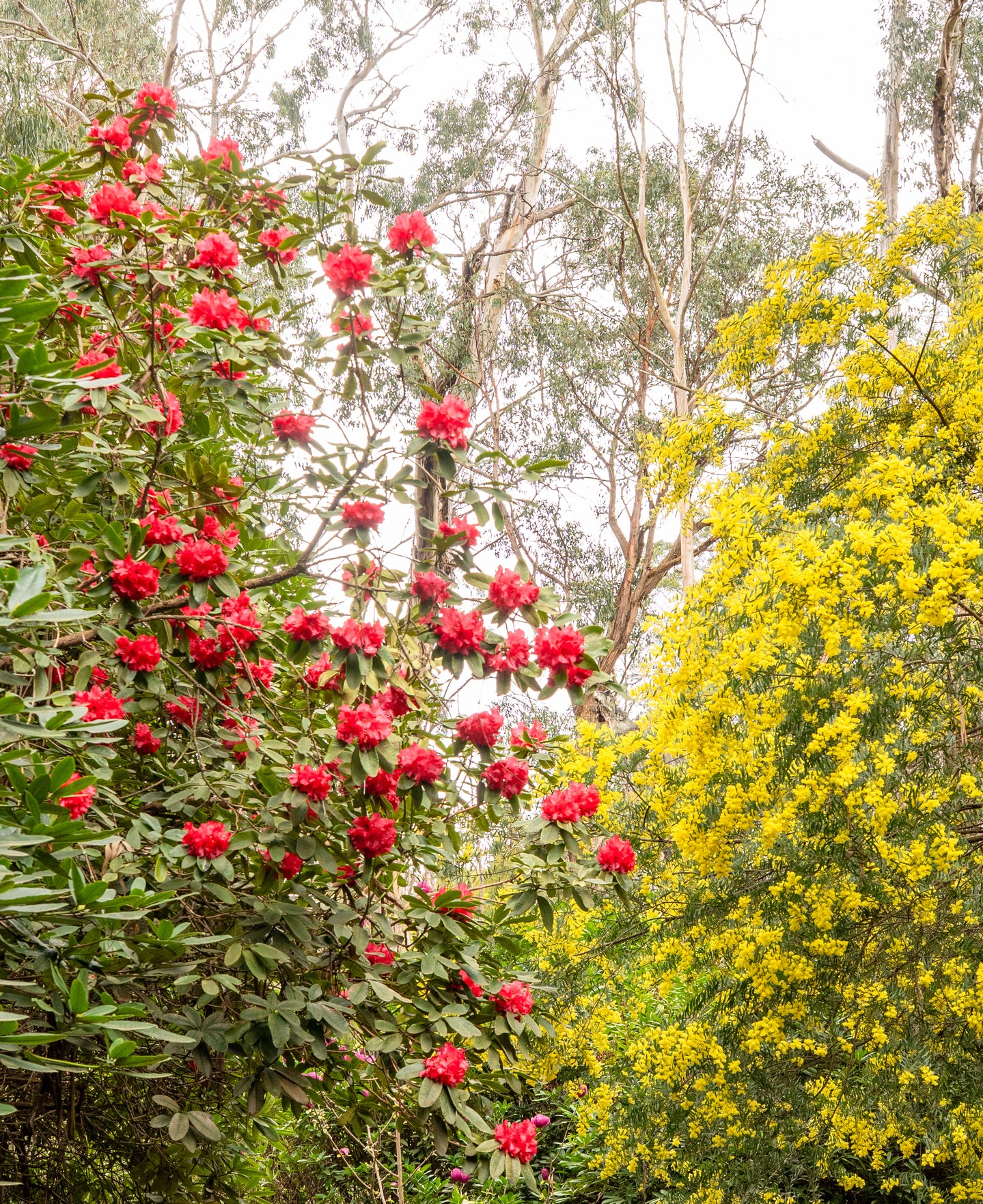 Rhododendrons supplied by Macedon Nursery in full bloom - standing tall beside a wattle that’s just as at home here in the Ranges.
A perfect example of how introduced and native species can coexist beautifully in our unique cool-climate gardens.
.
.
.
.
.
.
#macedonnursery #macedongardensupplies #macedonrangesgardens #macedon #macedonranges #mountmacedon #woodend #gisborne #melbournegardens #macedonrangesnaturallycool #visitvictoria #rhododendron #wattle #australiangardens #coolclimategardens #localgardencentre