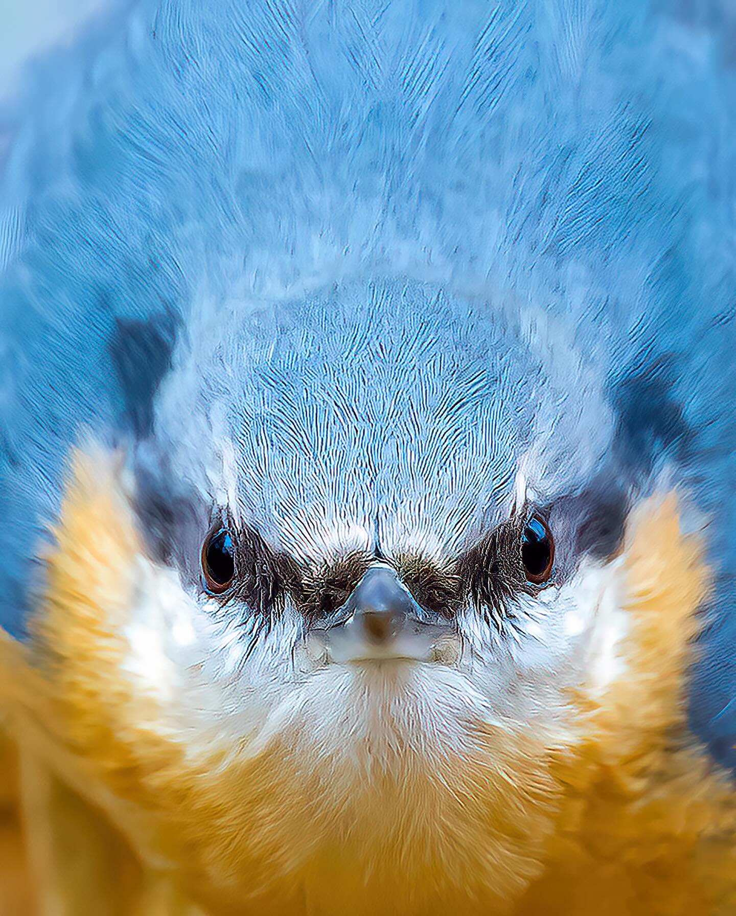 11 000 Follower!!!
Danke sehr an jede einzelne Person, die liked,
kommentiert, teilt oder einfach still die Fotos
Begutachtet und auch still mitliest.
Ihr macht den Account zu dem, was er ist!!
Eine bessere Motivation gibt es für mich nicht!!
Als kleine Erinnerung teile ich heute mein Zweit erfolgreichstes Bild der letzten 3 Jahre.
ZORRO DER KLEIBER😊🙋♂️👍👌🫶😌🥳