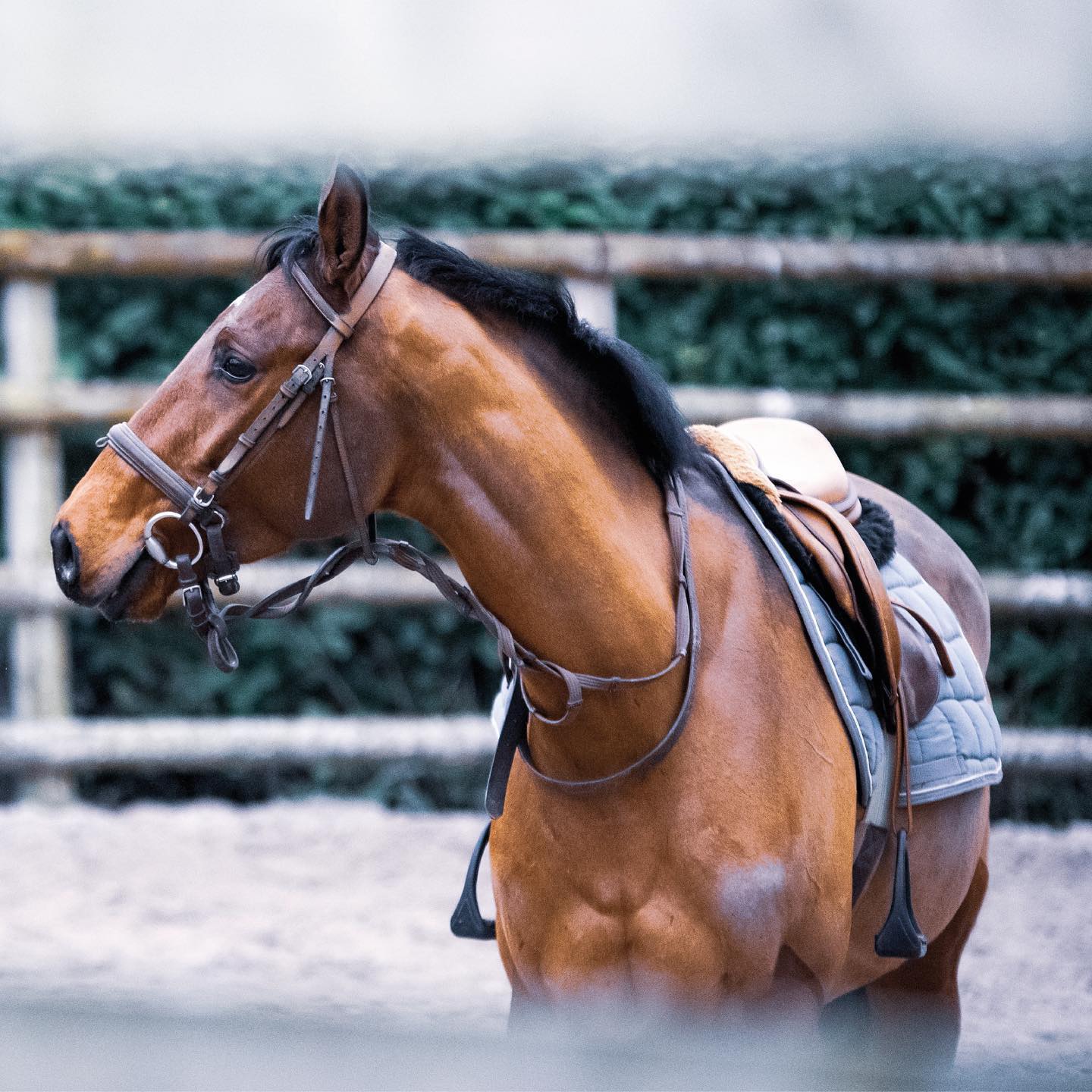 How are you spending time with your horse over #lockdown? Are you spending time in the saddle or grooming them until they sparkle? 🌟 Let is know in the comments! 👇🏼