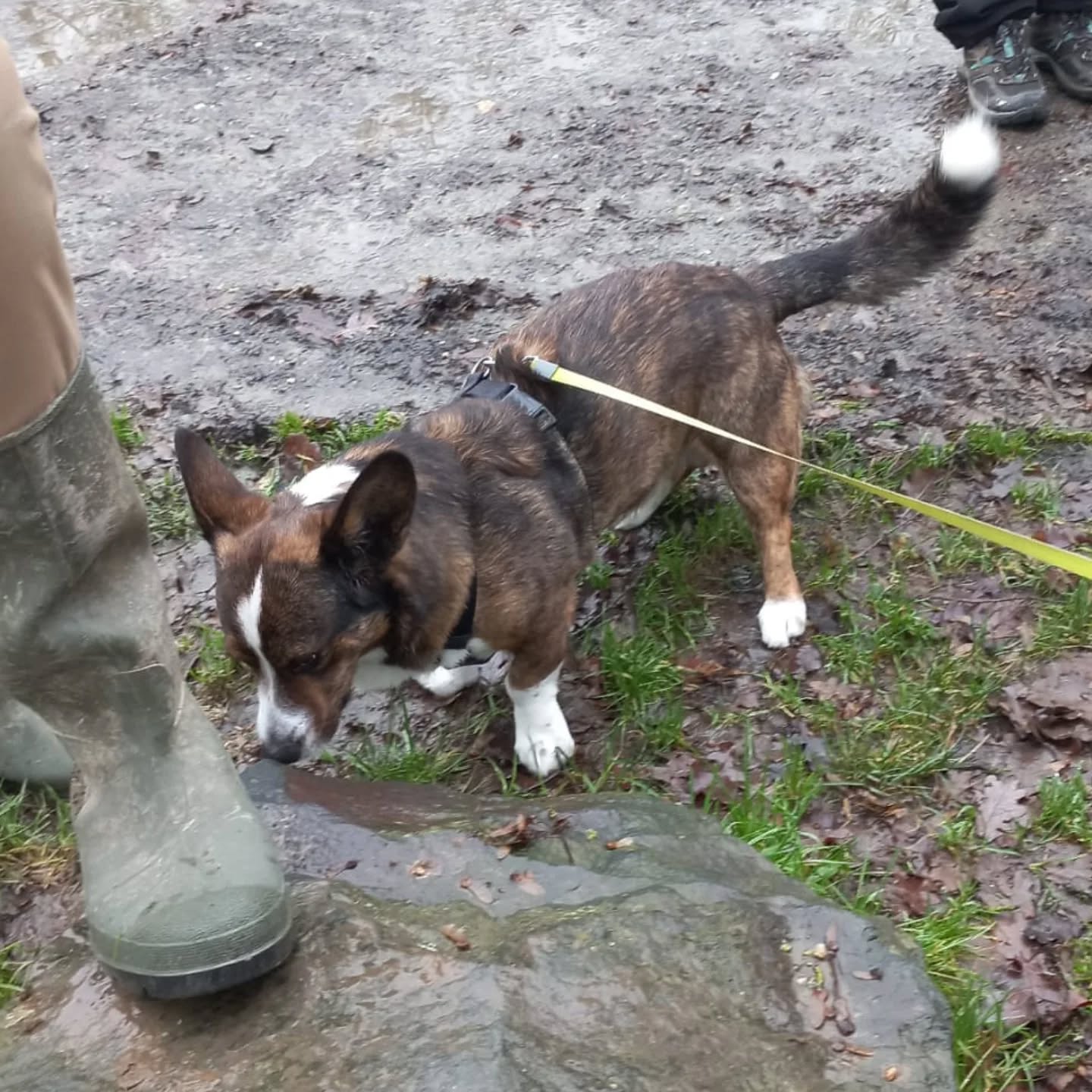 Tommy dans la gadoue pour une séance de banalisation chiens.