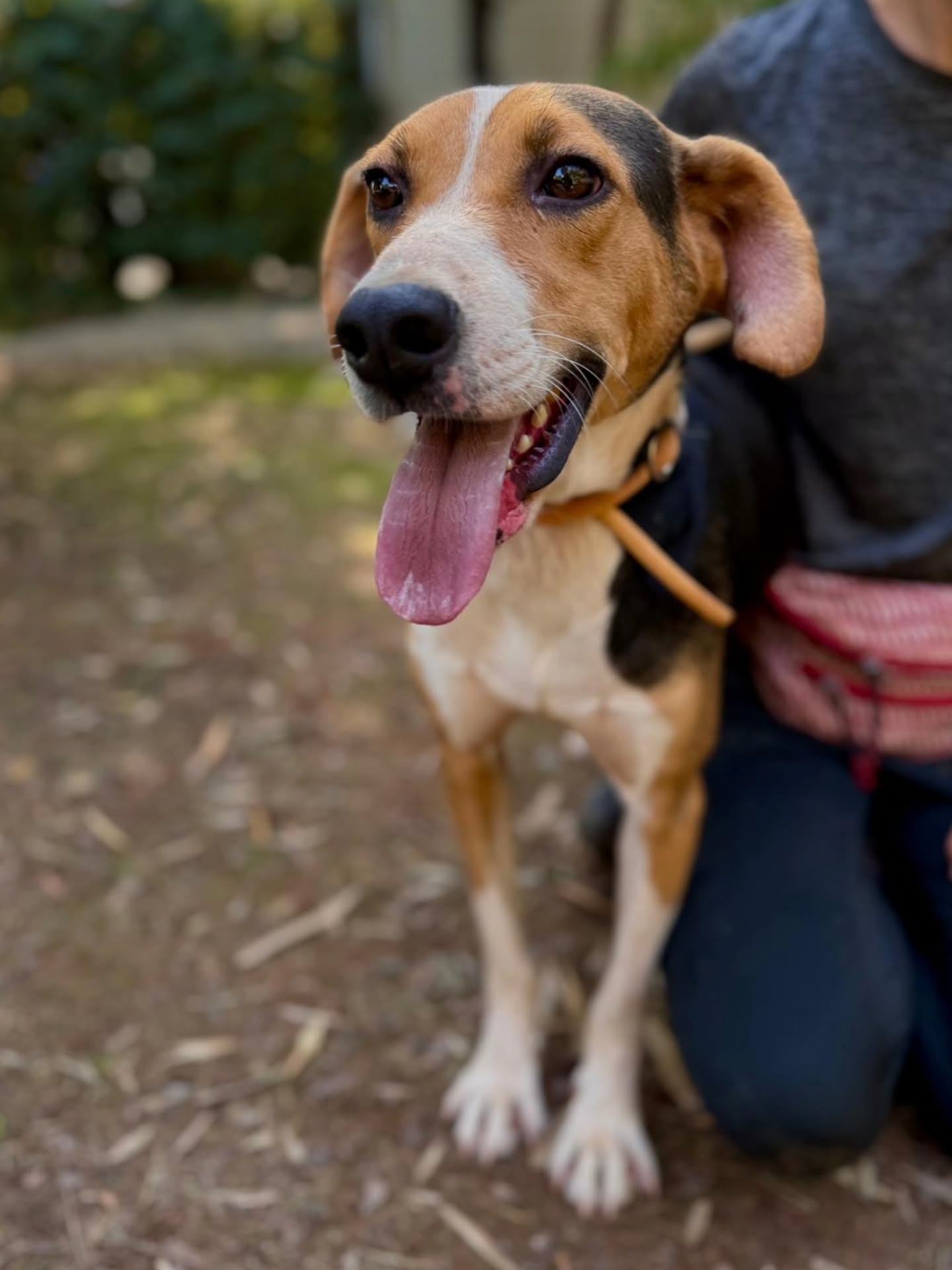 New on our website and available for adoption: Sammy, a sweet boy who would be so happy to have a home of his own! ❤️
Find out more about Sammy here: www.melezdogrescue.com/sammy