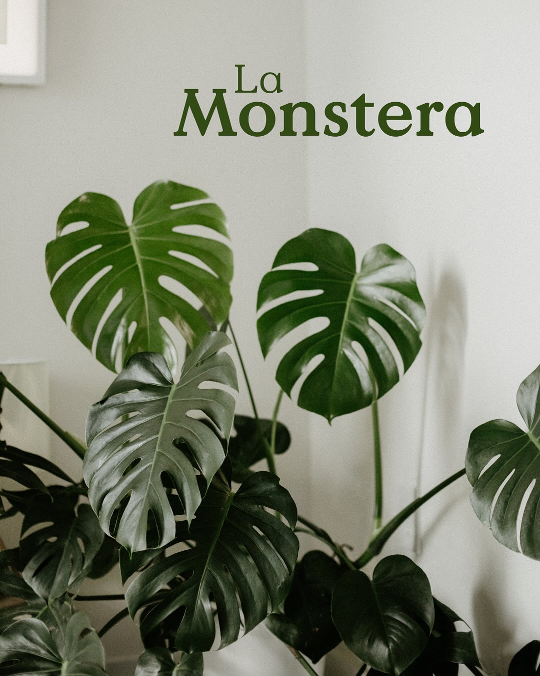 La Monstera đ
ĂlĂ©gante, graphique et incontournable pour tous les amoureux des plantes, cette beautĂ© tropicale saura se faire une place dans votre intĂ©rieur.
Facile dâentretien, elle aime surtout ĂȘtre chouchoutĂ© đ§ââïž
Dans ce carrousel, (re)dĂ©couvrez la Monstera et tout ce quâil faut savoir pour quâelle sâĂ©panouisse chez vous đ±
Et vous, quelle(s) variété(s) avez-vous ?
Dites-nous en commentaire !đ€
Chez Mendi, retrouvez diffĂ©rentes variĂ©tĂ©s de Monstera toute lâannĂ©e !
đȘŽ Le jardin de tous
âïž 05 59 03 73 52
đ15 rue de Louillot, Anglet
