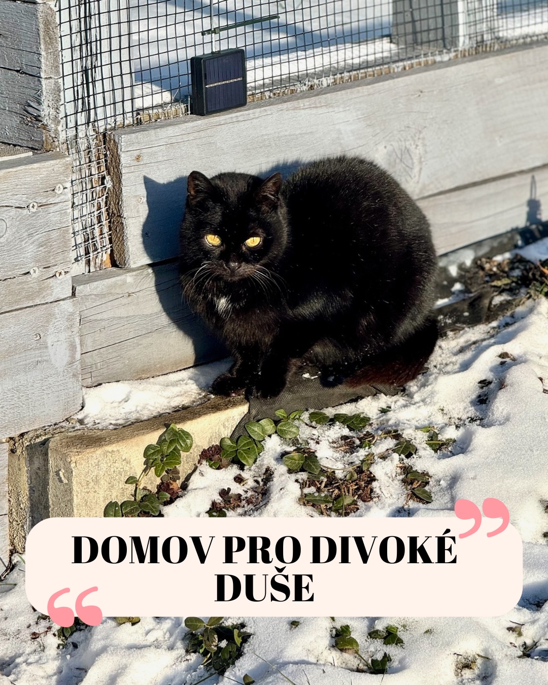 Dostáváme od vás otázky, jestli jsou u nás všechny kočičky takoví mazlíci, jako vidíte na fotkách z adopcí. Odpověď zní: Ani náhodou! 😅 A víte co? Je to tak v pořádku.
Máme u nás totiž skupinu kočiček, které lidi k životu prostě nepotřebují. Jsou to svobodné duše, které si od nás nenechají sáhnout ani na špičku ucha. A přesně pro ně máme naši Jungli. 🌳✨
Co to vlastně je? Jungle je speciální zázemí pro ty, co milují svou svobodu, ale zároveň si rádi užijí komfort Šklíby:
🏠 Zateplený domeček: Mají tam své teploučko, měkké pelíšky a vždycky plné misky.
🚪 Kočičí dvířka: Fungují jako brána do jejich světa. Kočičky mají neustálý přístup ven, můžou běhat v trávě, sledovat denní a žít si svůj „divoký“ život.
🧤 Bezpečná pojistka: I když jsou to plašánci, pořád jsou to naši svěřenci. Jungle je vymyšlená tak, že v případě nemoci nebo potřeby ošetření jsme schopni kočičku bezpečně odchytit a zajistit jí veterinární péči. 🩺🩹
Pro tyto kočky je Jungle tím nejlepším kompromisem. Mají svobodu, kterou milují, ale nemusí bojovat o přežití v mrazu nebo o kousek žvance. My jim prostě jen kryjeme záda a respektujeme jejich hranice. 🤝
Někdy je největším projevem lásky to, že kočku nenutíte do mazlení, o které nestojí, ale dáte jí bezpečný prostor, kde může být prostě svá. 🕊️❤️
Máte rádi tyhle naše „divočáky“ z Jungle? My je zbožňujeme právě pro tu jejich nespoutanou povahu!
Terka ze Šklíby 🐾