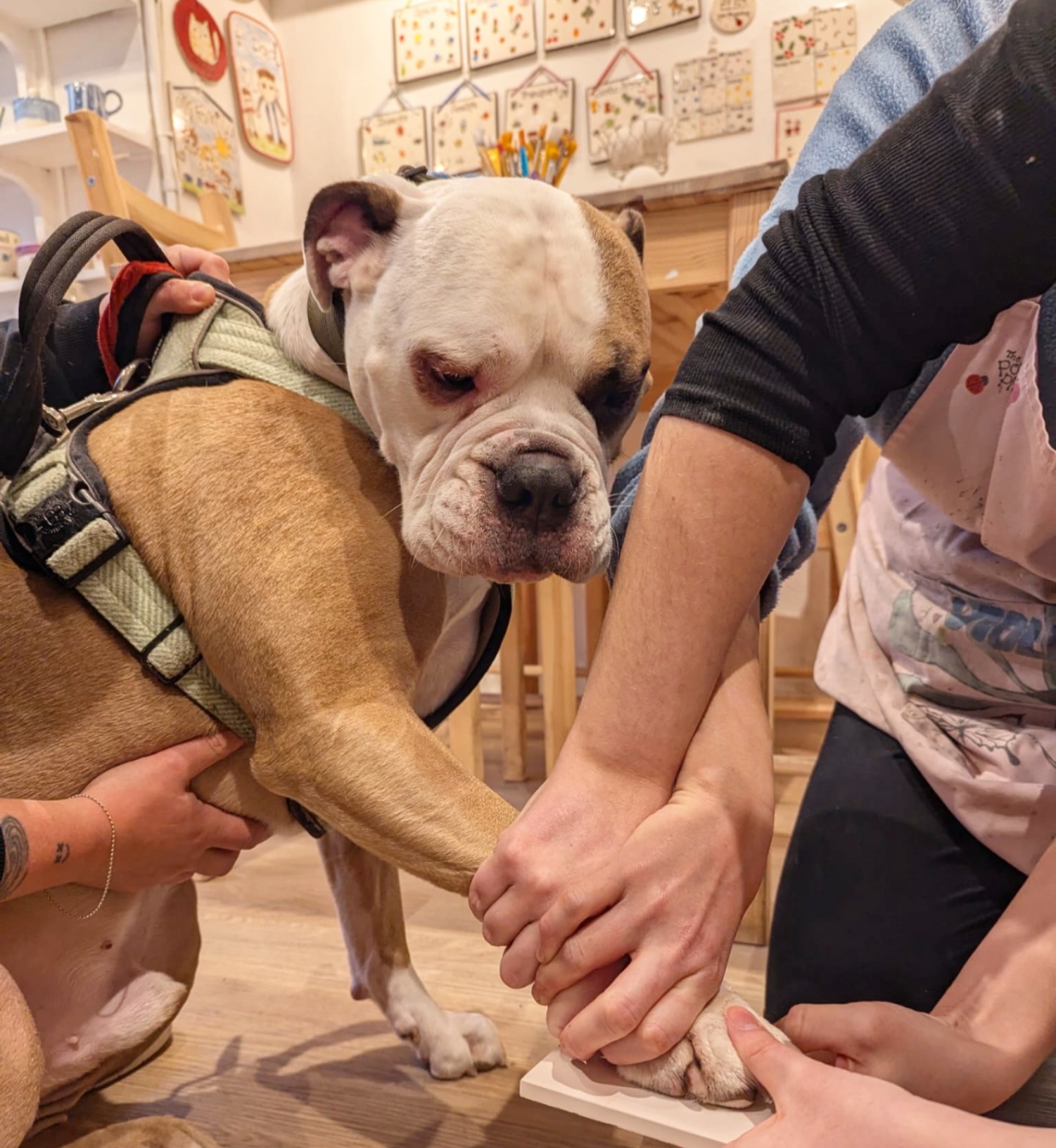A visit from Roscoe the gentle giant 🐶
Sometimes it takes an extra pair of hands to get a perfect print but we love welcoming all dogs to have their paw at pottery! 🐾