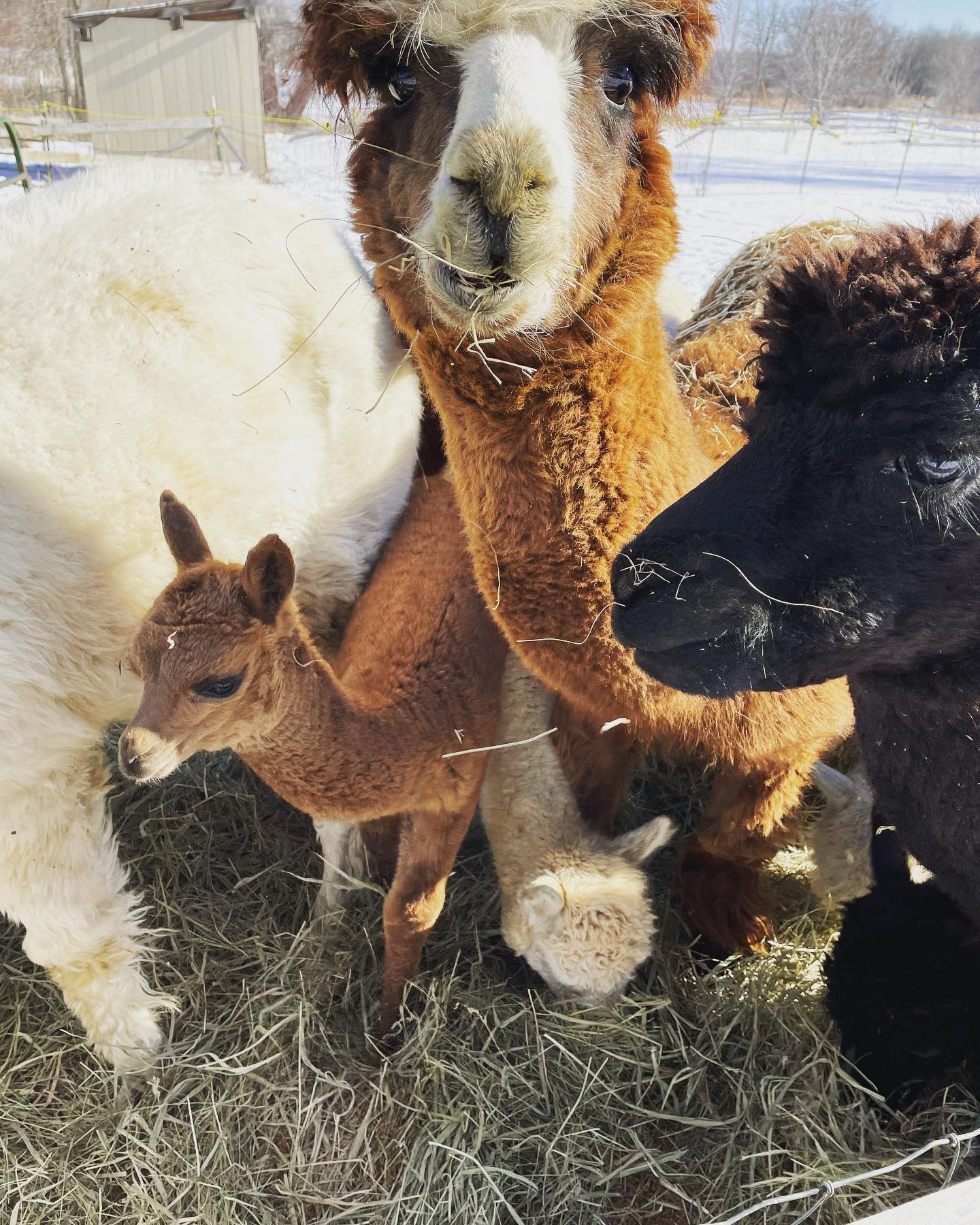 Little Merry is doing great despite being a December surprise!! #alpaca #alpacafarm