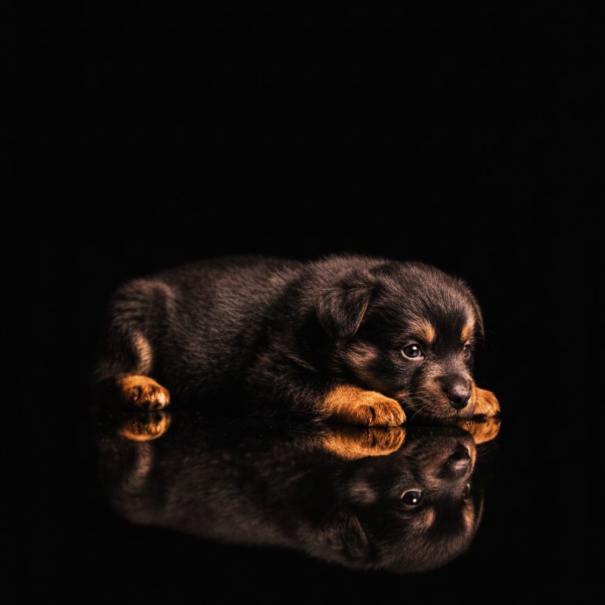 Toy/Mini Aussie im Rottweiler Kostüm 🤎🖤
 #miniaussie #miniaustralianshepherd #welpenliebe #welpen #puppy