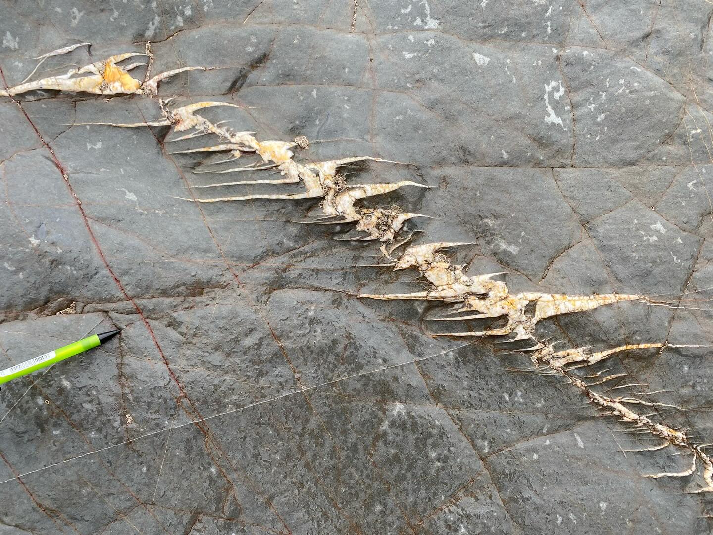 This isn’t a fish skeleton fossilised in the Portscatho Formation at Dollar Cove near Gunwalloe. They are en echelon veins.
As well as being pretty, en echelon veins can tell us something about the sense of simple shear these rocks have undergone.
The veins form in tensile fractures within a shear zone, bounded by the upper and lower extents of the veins. For tensile veins to form there has to be extension perpendicular to their orientation, and shortening parallel to it.
Simple shear is when two planes slide past each other at the same distance but translate everything in between. Because the veins are continually being sheared after they form they begin to rotate around in the direction of shear, giving them their distinctive sigmoidal shape. All these examples here have a top sense of shear from right to left.
A bit hectic for Instagram, but I’ve drawn a strain ellipse on one image to show how this works. Pretty much, if you apply simple shear to something, there has to be a direction of maximum shortening and maximum extension within the object being sheared.
Increasing strain would cause the veins to continue to rotate round to 90° to the direction of shear. These shear zones can also sometimes develop a foliation that runs perpendicular to the veins and the maximum shortening direction.
All important bits of information in helping to understand how these rocks have been deformed during their history.
#echelon #enechelon #structuralgeology #shearzone #tectonic #tectonics #platetectonics #vein #geology #geologyrocks #geolife #geologist #geologistsofinstagram #learninggeology #geoadventure #exploregeology #geologicalwonders #geologyfieldtrip #geologylife #geoscience #cornwall #cornwallcoast #cornishcoast #walkingcornwall #explorecornwall #lovecornwall #cornwallgeology #cornishgeology #gunwalloe #geologylife